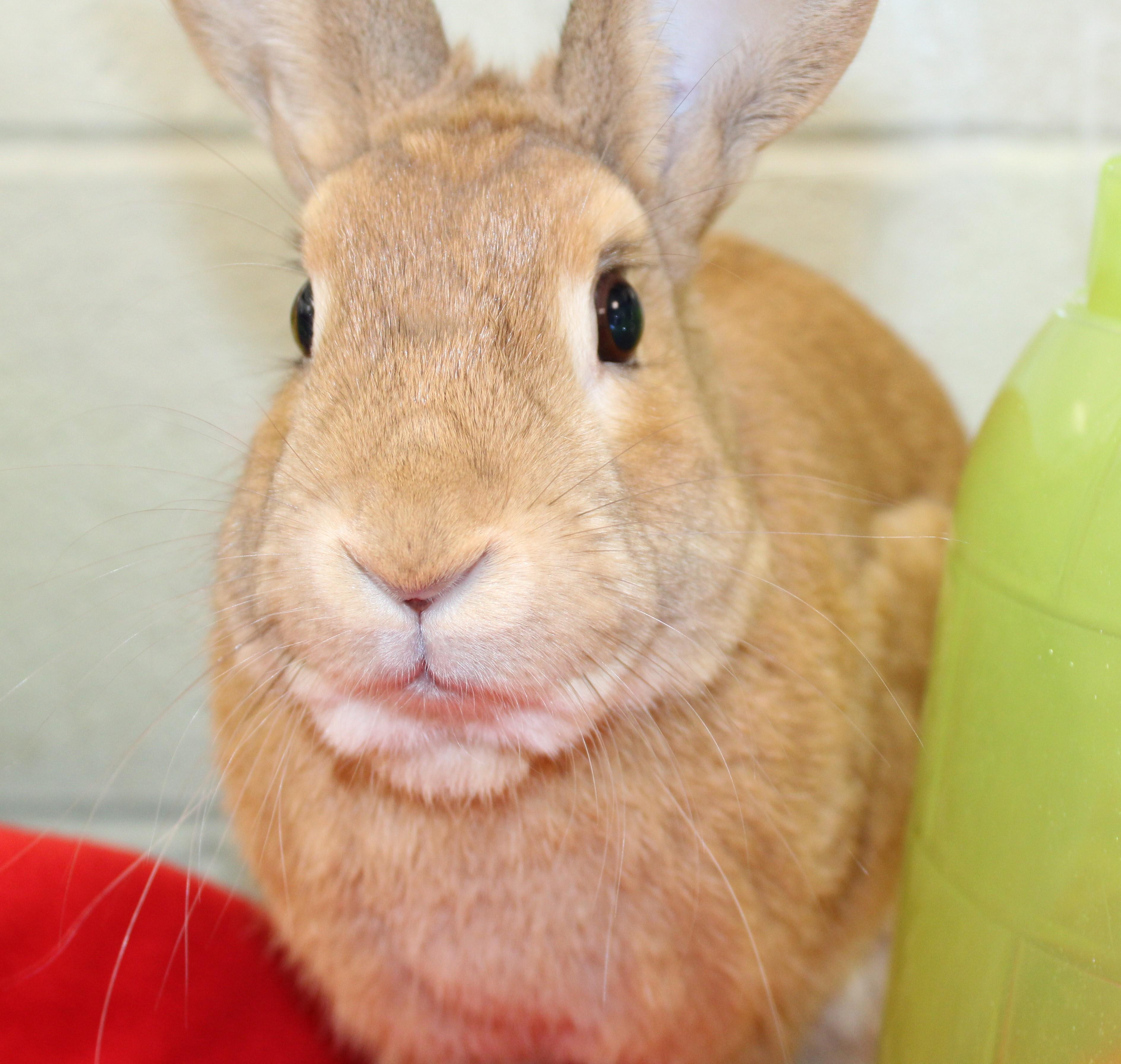 Anakin, ADOPTABLE, Adult Male Bunny Rabbit.