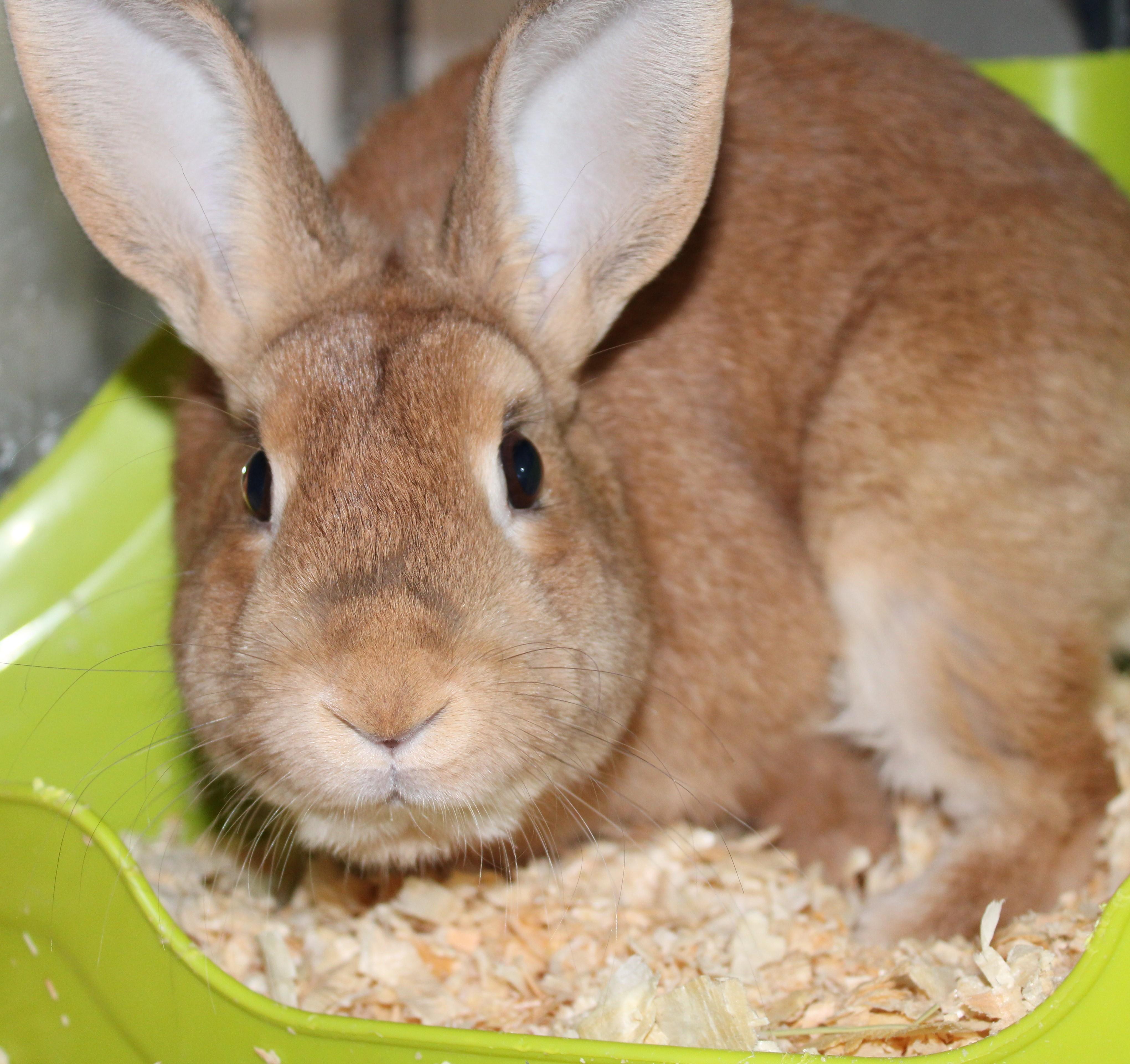 Enlarge Anakin, a ADOPTABLE Bunny Rabbit in Mississauga, ON image 1/2