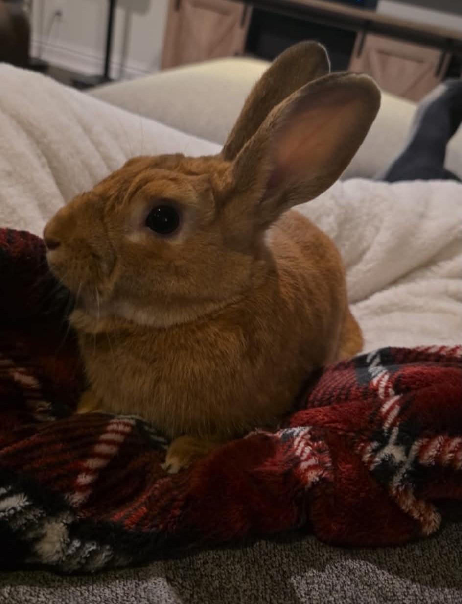 Enlarge Anakin - In a Foster Home, an adoptable Bunny Rabbit in Mississauga, ON image 4/6