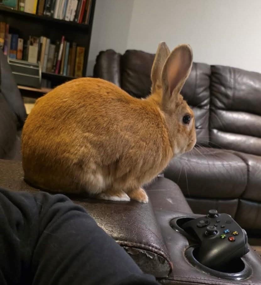 Enlarge Anakin - In a Foster Home, an adoptable Bunny Rabbit in Mississauga, ON image 6/6