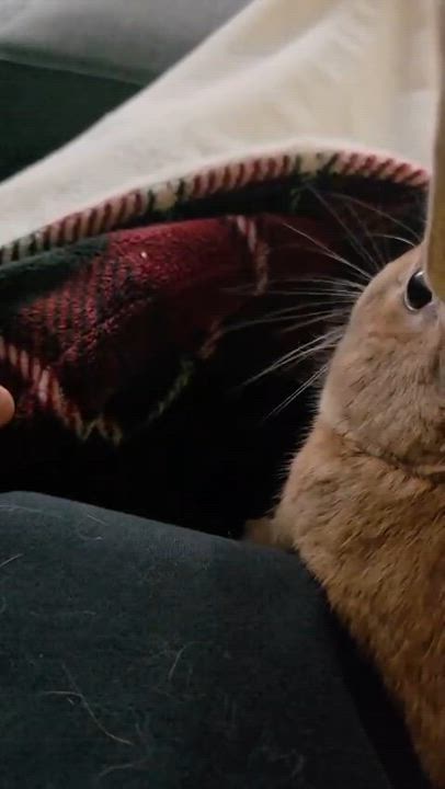 Enlarge Anakin - In a Foster Home, an adoptable Bunny Rabbit in Mississauga, ON video 5/6
