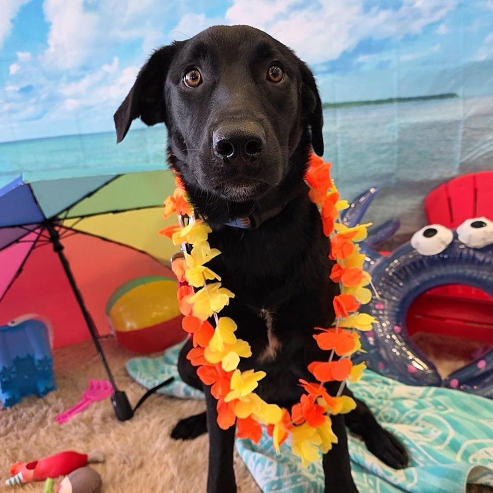 Zeus, a Adoptable mixed breed in Chandler, AZ image 1/5