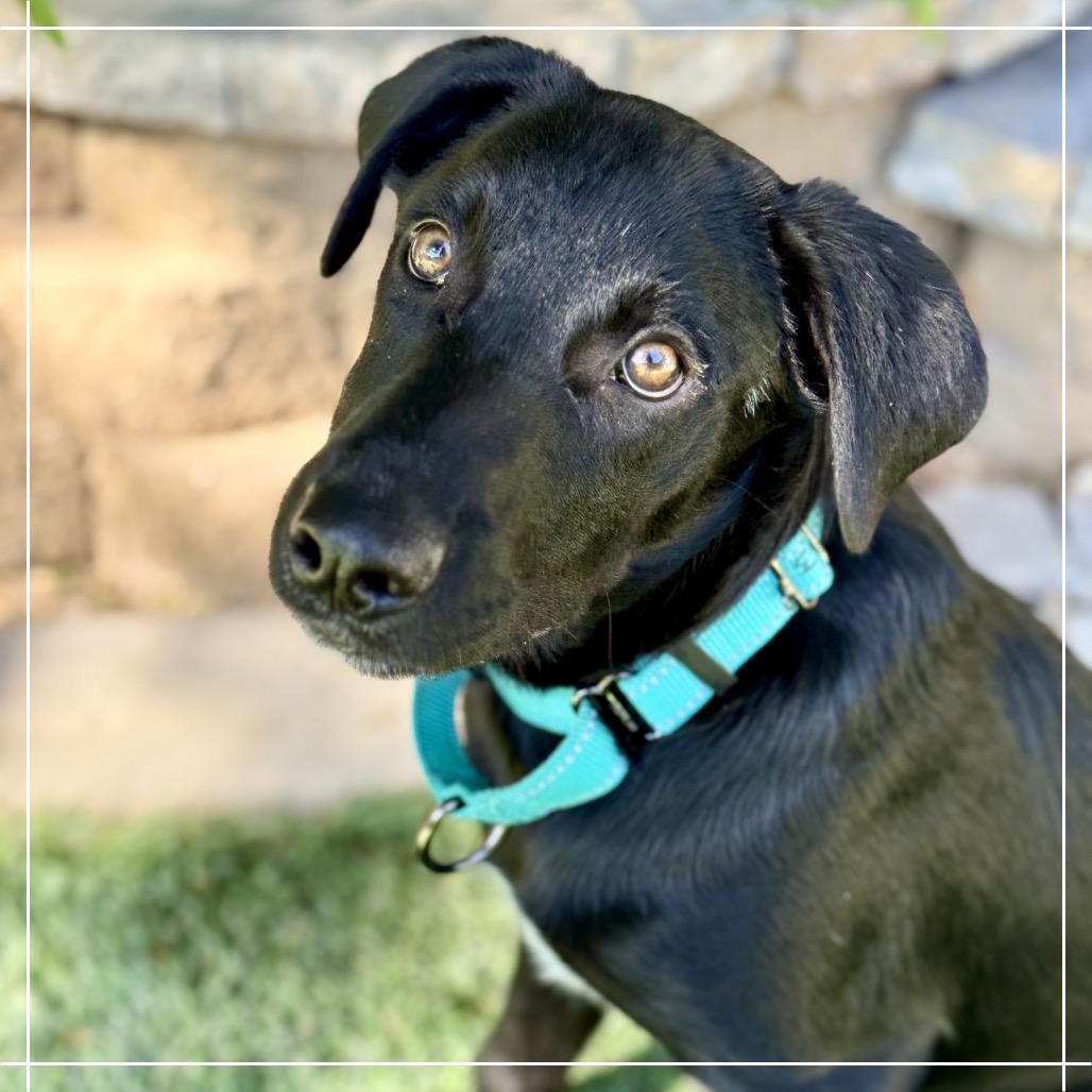 Enlarge Zeus, a Adoptable mixed breed in Chandler, AZ image 1/3