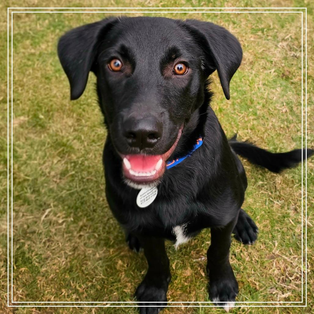 Enlarge Zeus, a Adoptable mixed breed in Chandler, AZ image 2/3