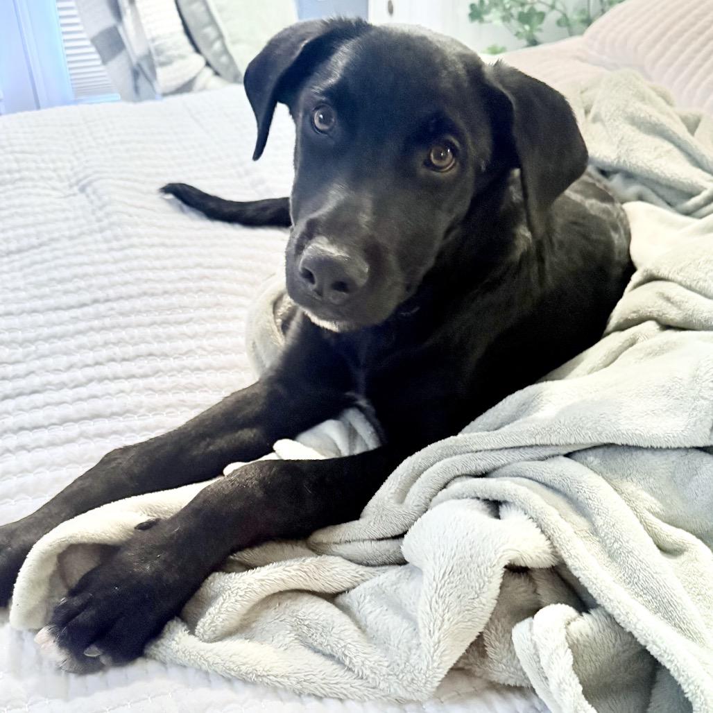 Enlarge Zeus, a Adoptable mixed breed in Chandler, AZ image 3/3