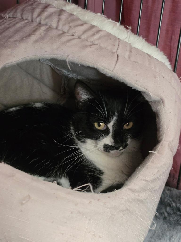 Xena (Emmy), Adoptable, Young Female Domestic Short Hair.