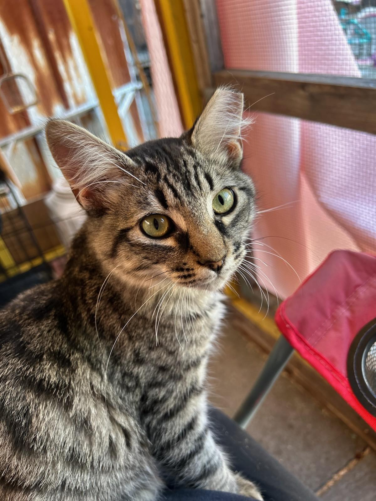 Enlarge Finn, a Adopted Domestic Medium Hair in Vallejo , CA image 1/6