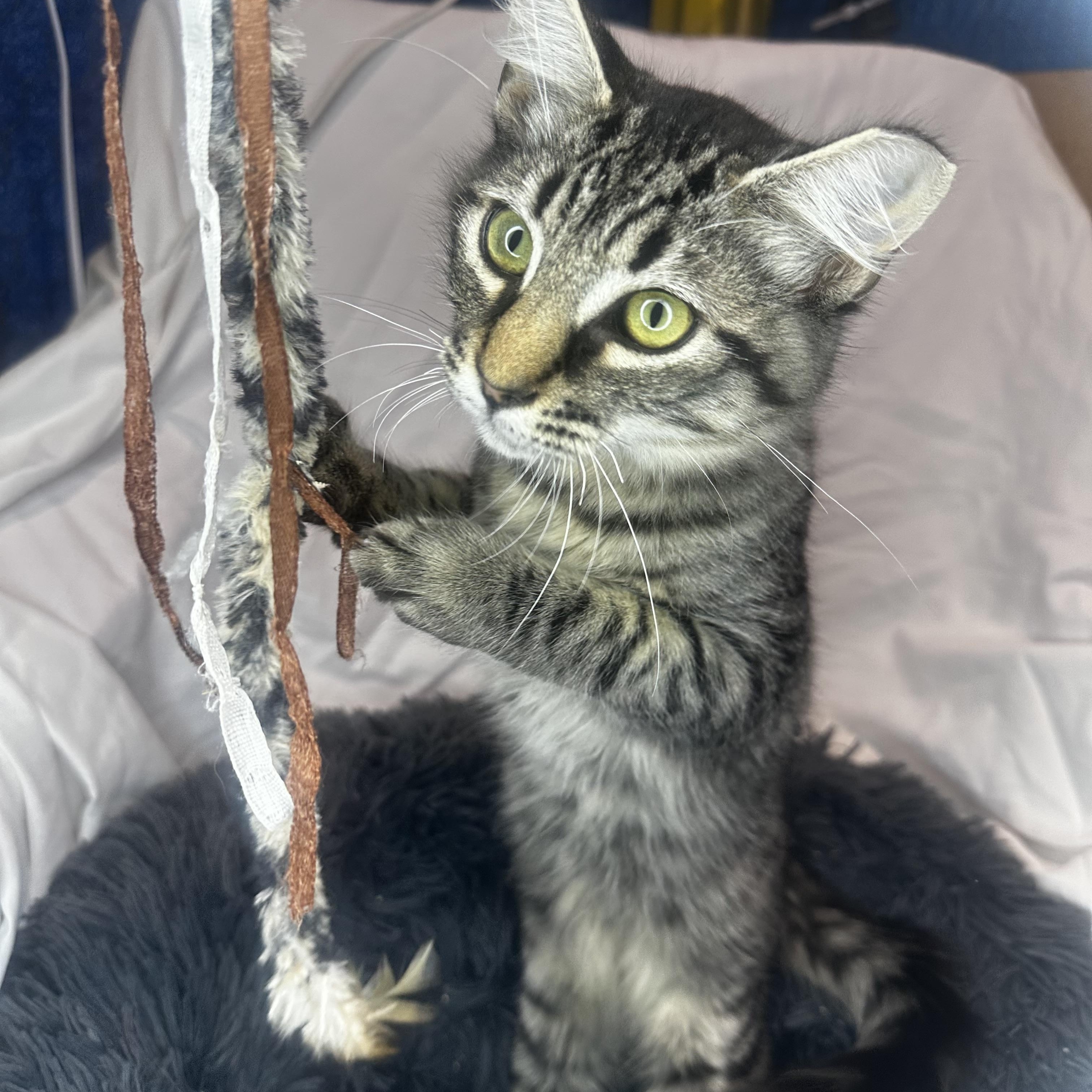 Enlarge Finn, a Adopted Domestic Medium Hair in Vallejo , CA image 2/6