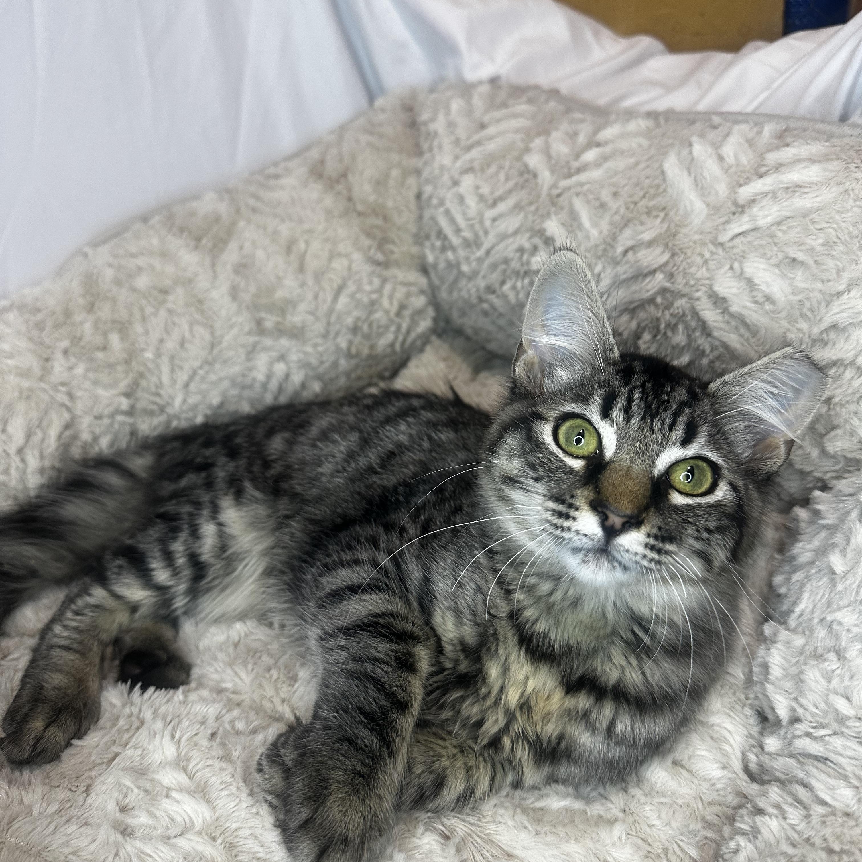 Enlarge Finn, a Adopted Domestic Medium Hair in Vallejo , CA image 3/6