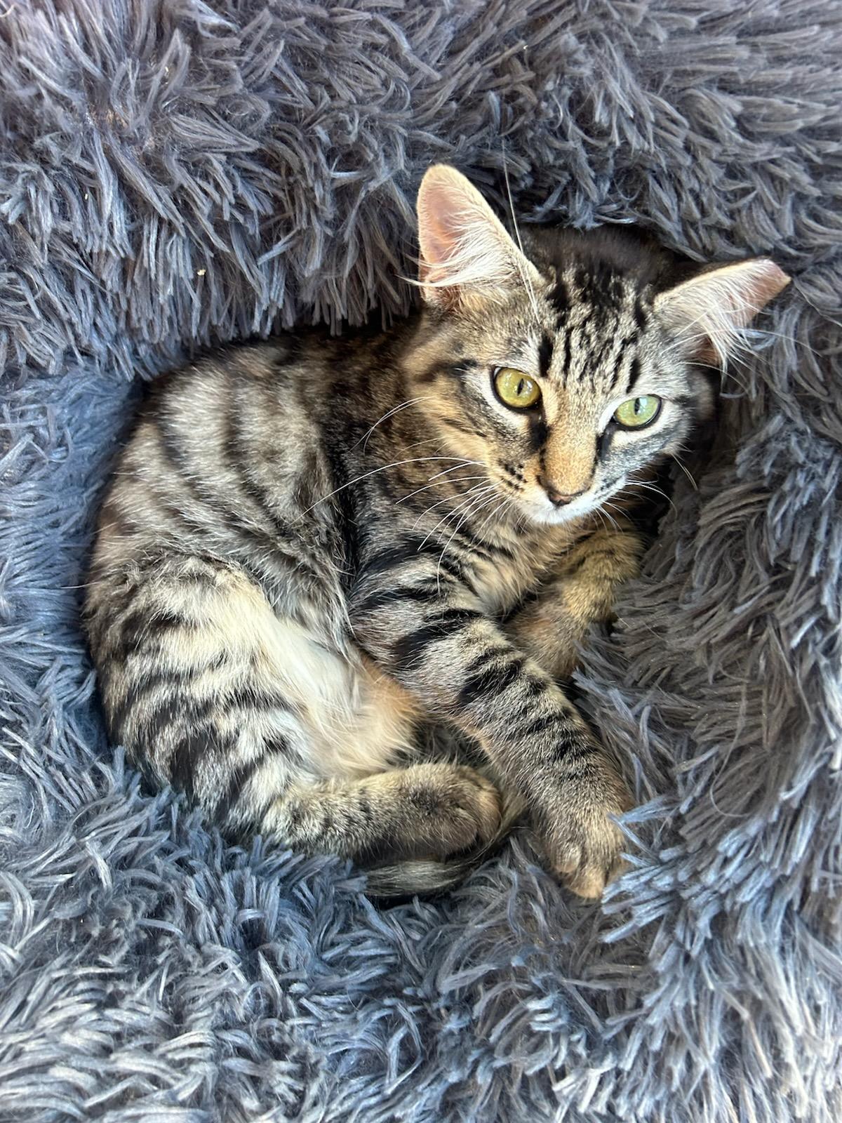 Enlarge Finn, a Adopted Domestic Medium Hair in Vallejo , CA image 4/6