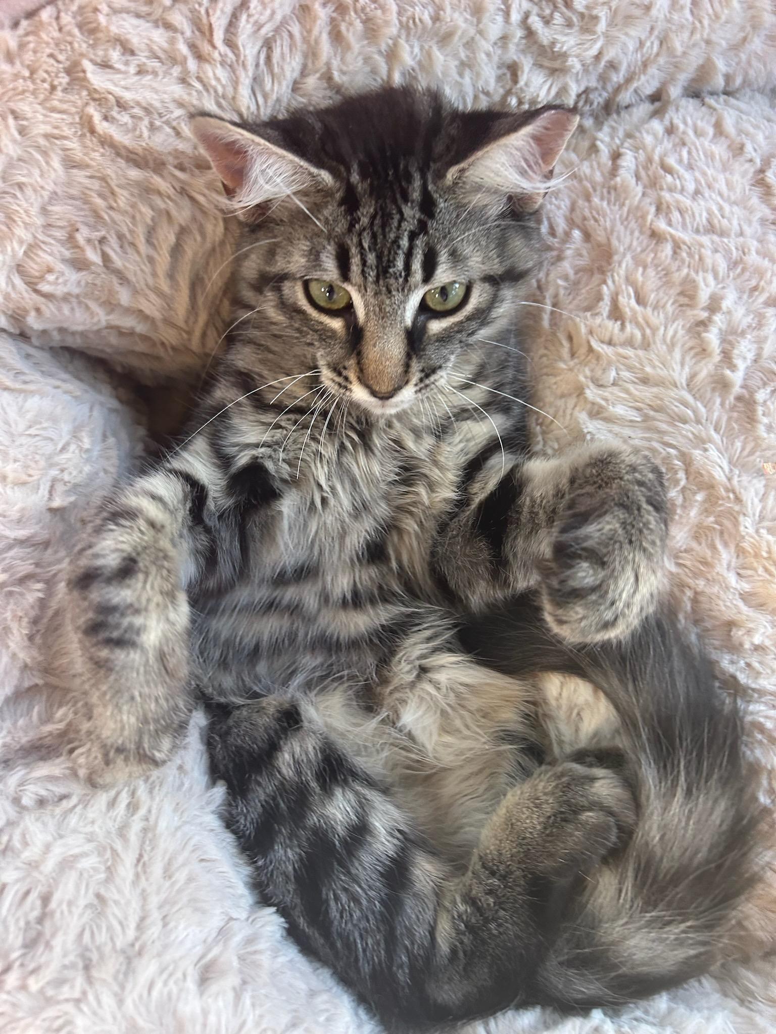 Enlarge Finn, a Adopted Domestic Medium Hair in Vallejo , CA image 5/6