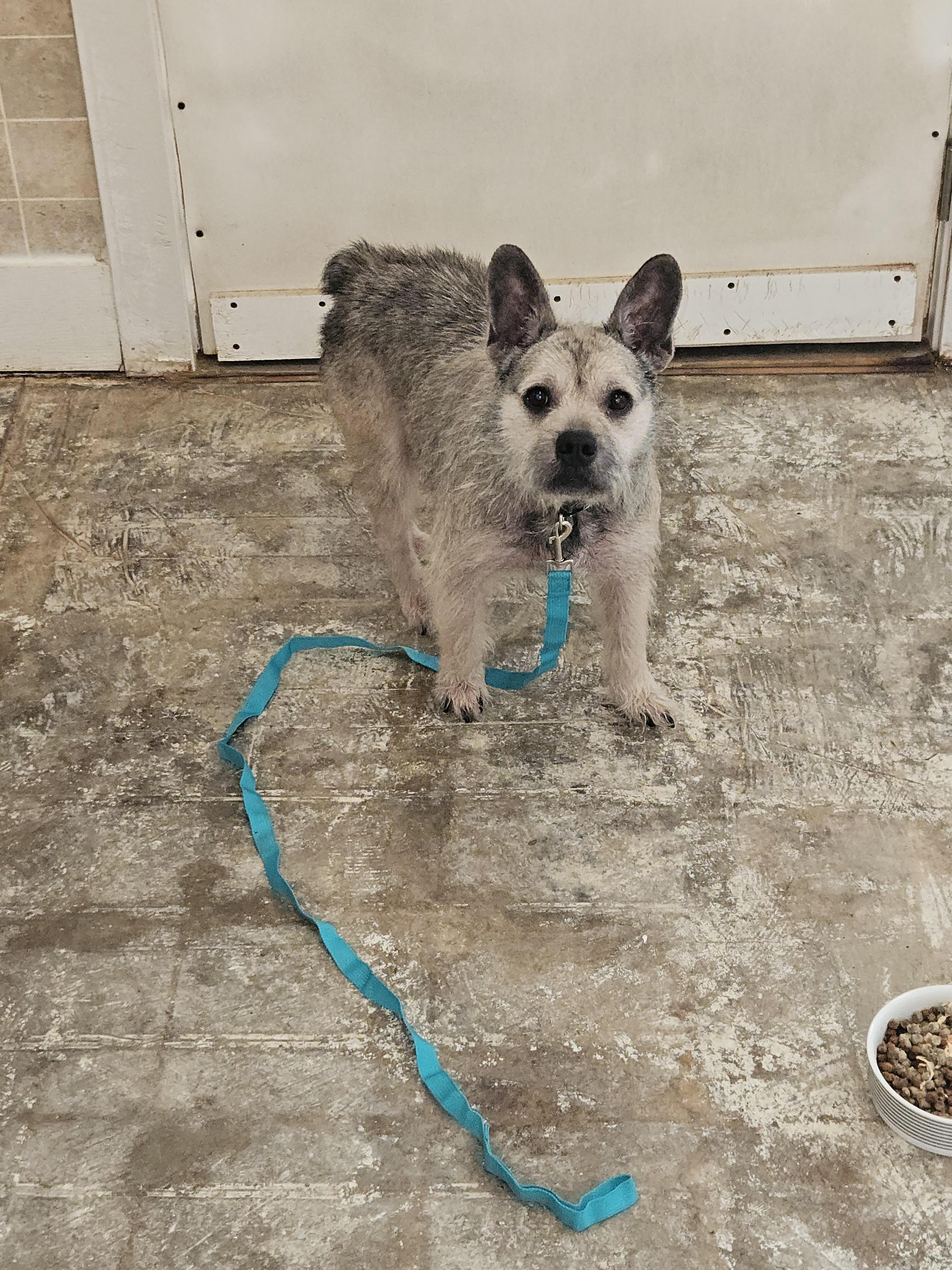 woofy, an adopted Border Terrier in Greensboro, NC image 2/2