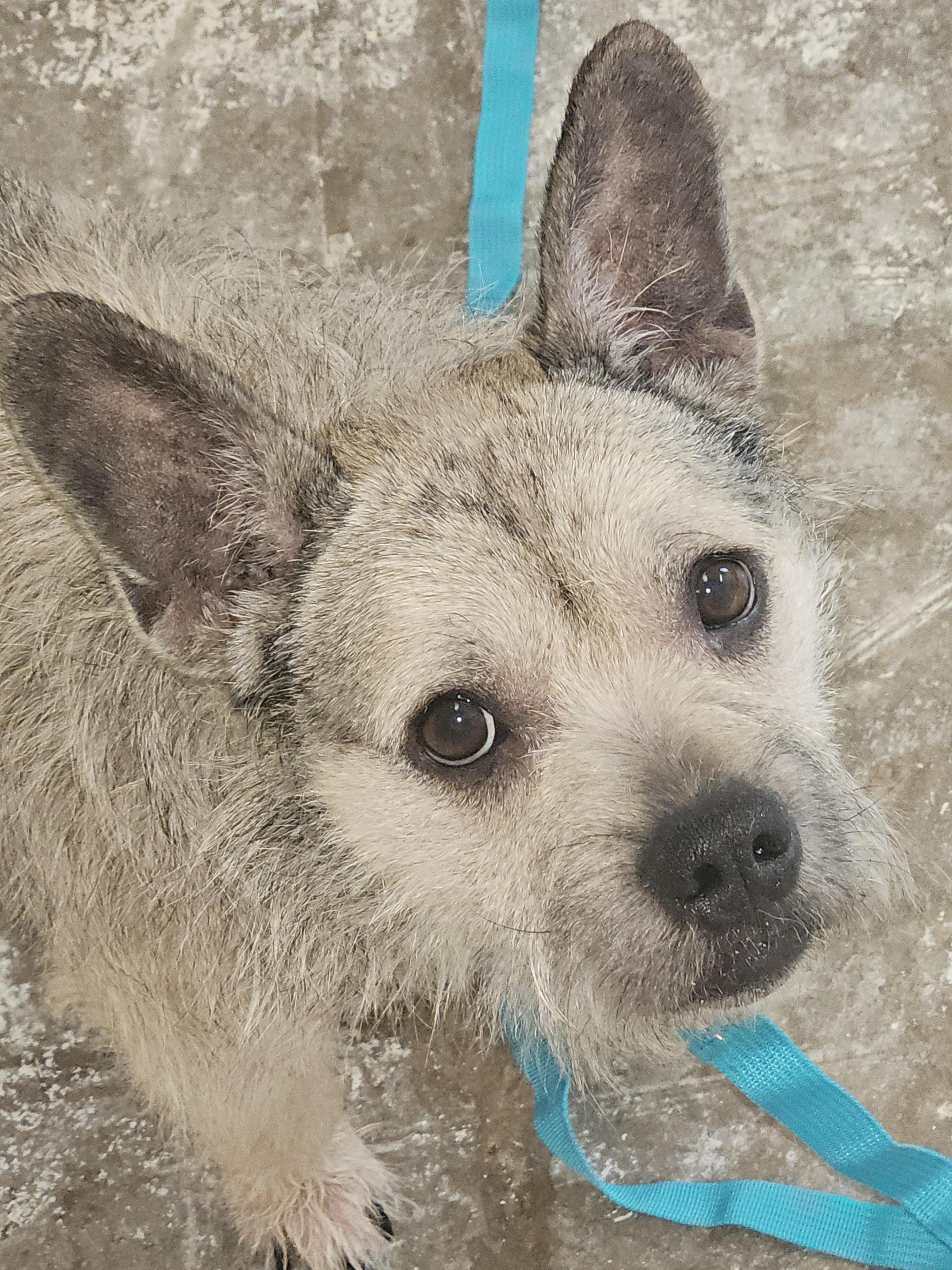 woofy, adopted, Adult Male Border Terrier.
