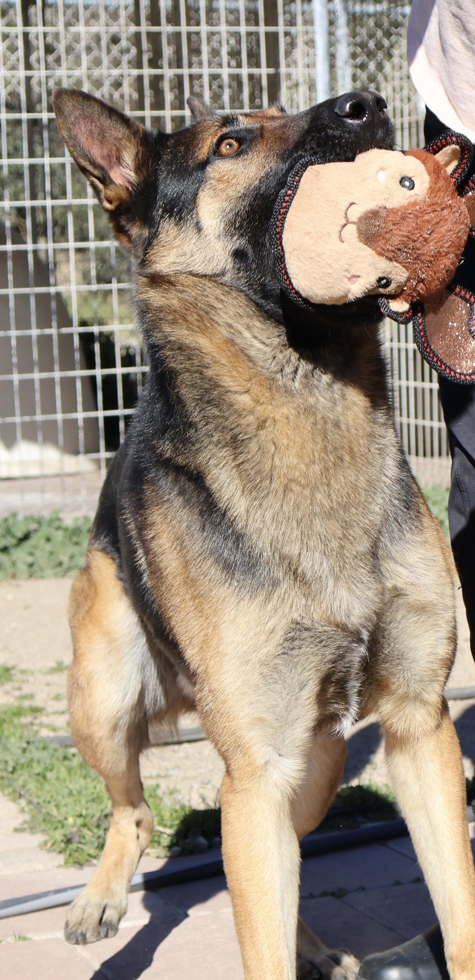 Dexter, Adoptable, Young Male German Shepherd Dog.