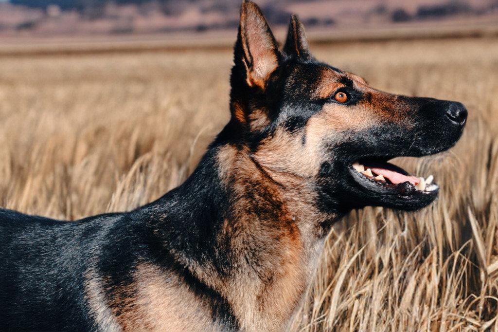 Dexter, a Adoptable German Shepherd Dog in Rancho Cucamonga, CA image 2/3