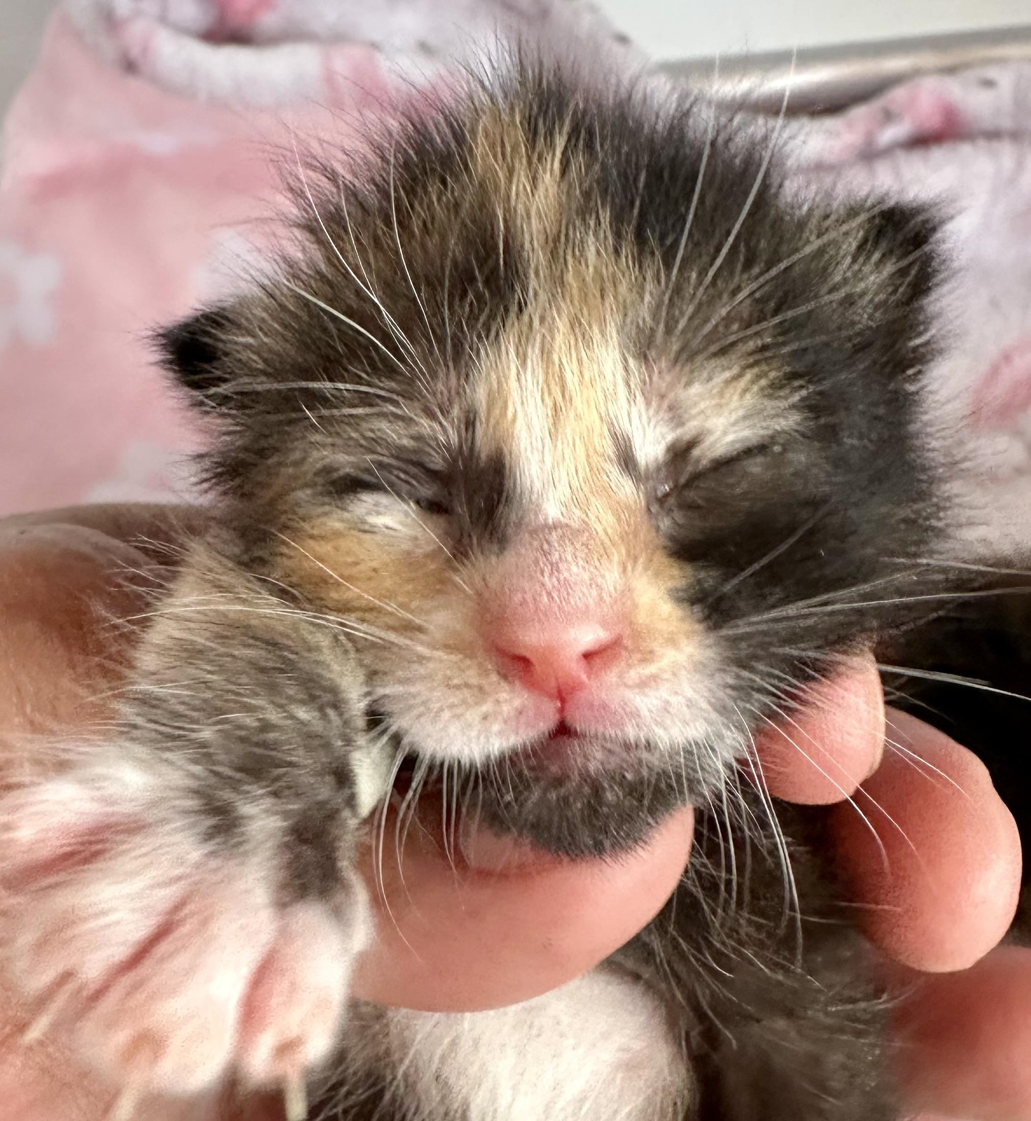 Tootsie, Adoptable, Kitten Female Domestic Short Hair.