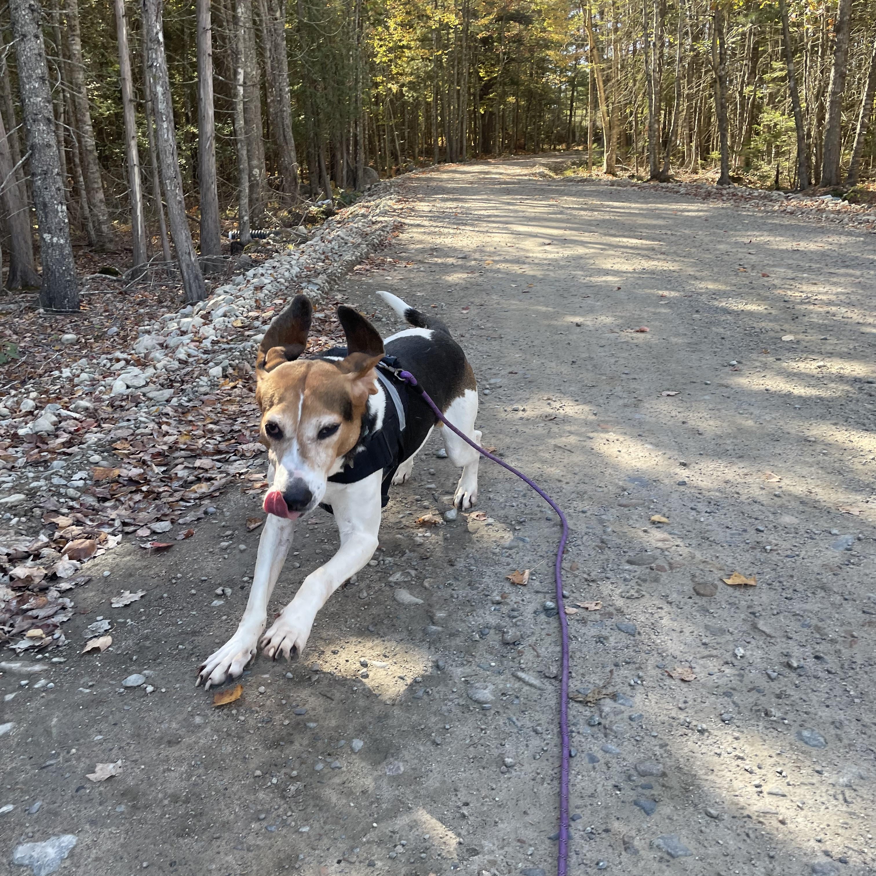 Athena, a Adoptable mixed breed in Cherryfield, ME image 1/3