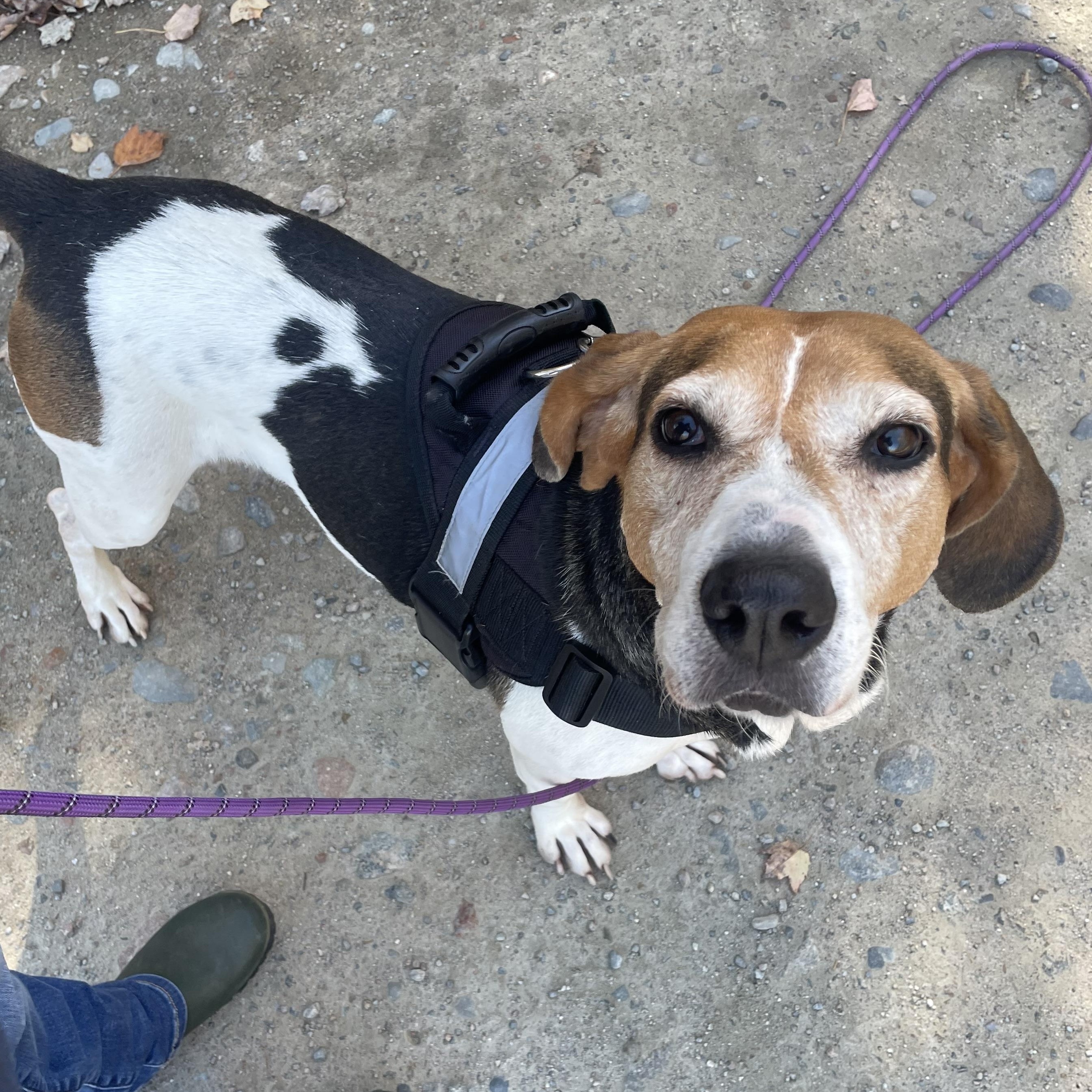 Athena, a Adoptable mixed breed in Cherryfield, ME image 2/3