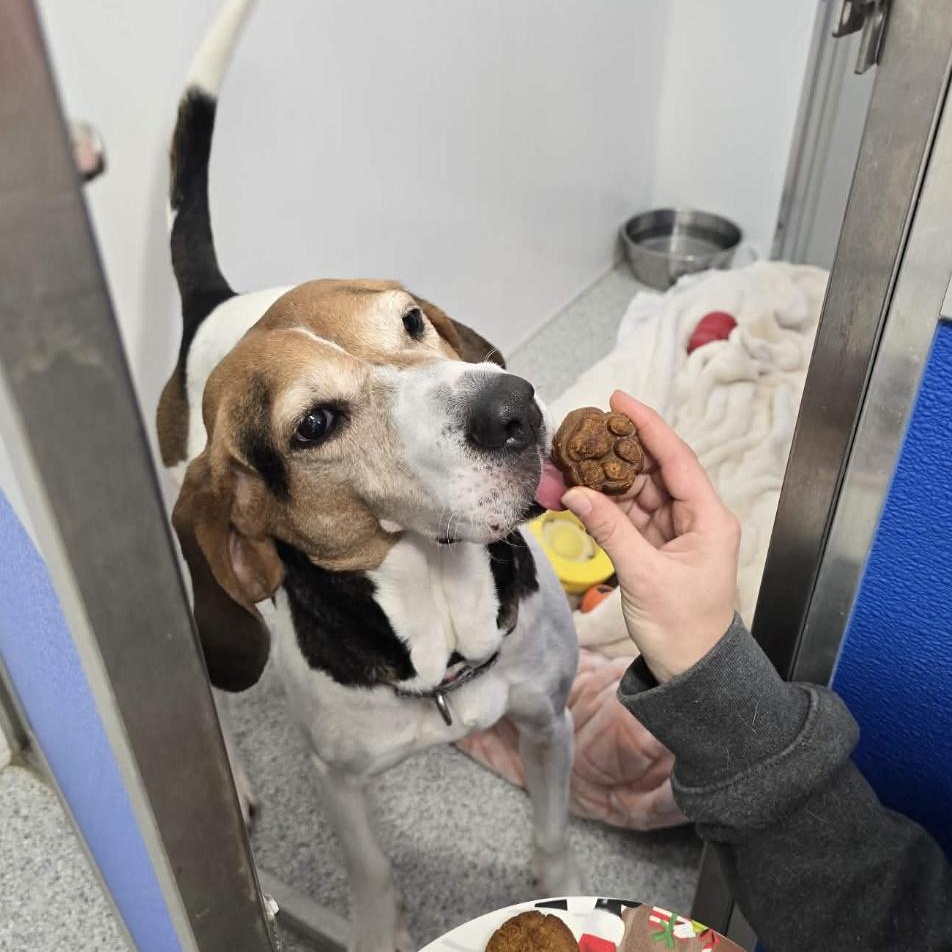 Athena, an adoptable mixed breed in Cherryfield, ME image 6/6