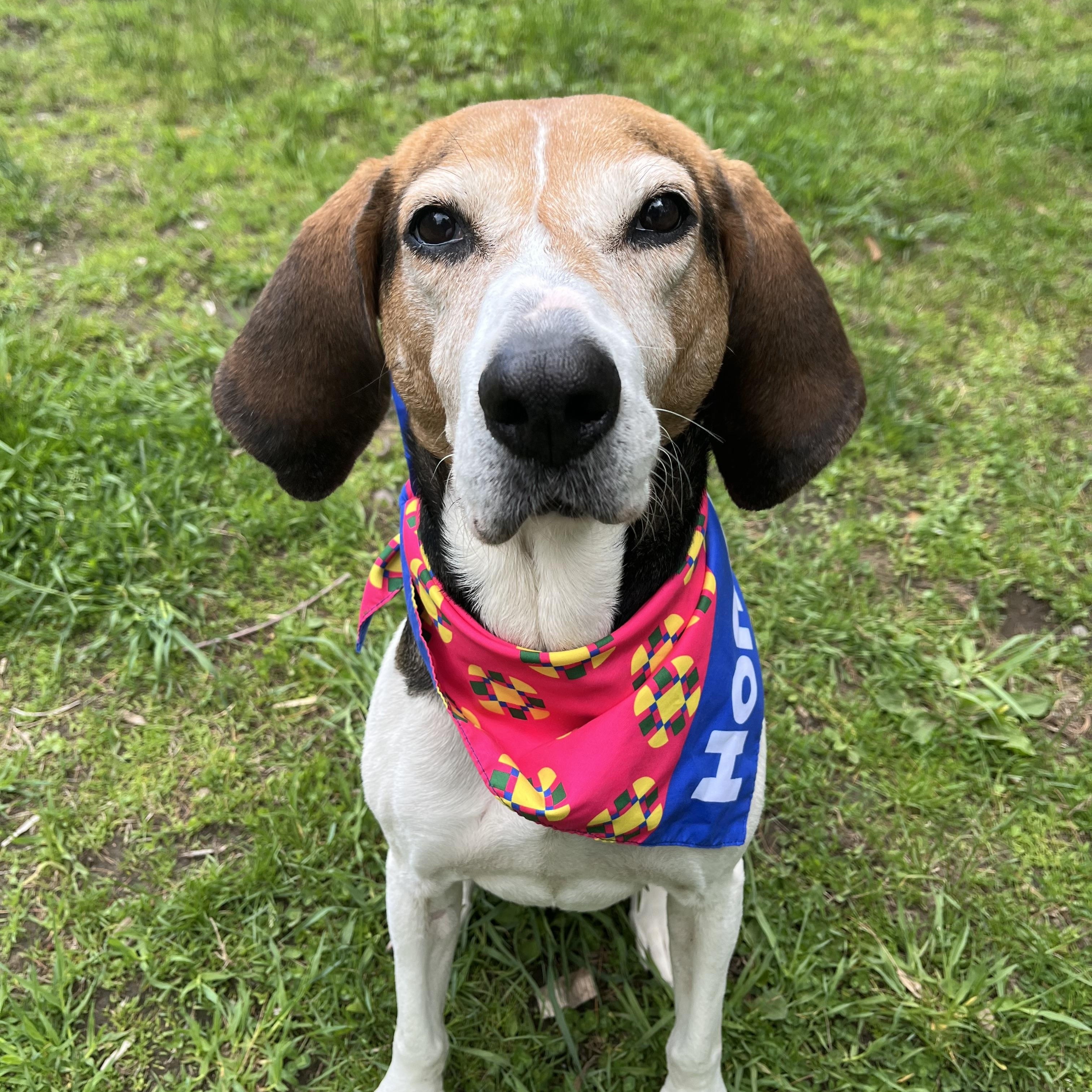Athena, an adoptable mixed breed in Cherryfield, ME image 1/6