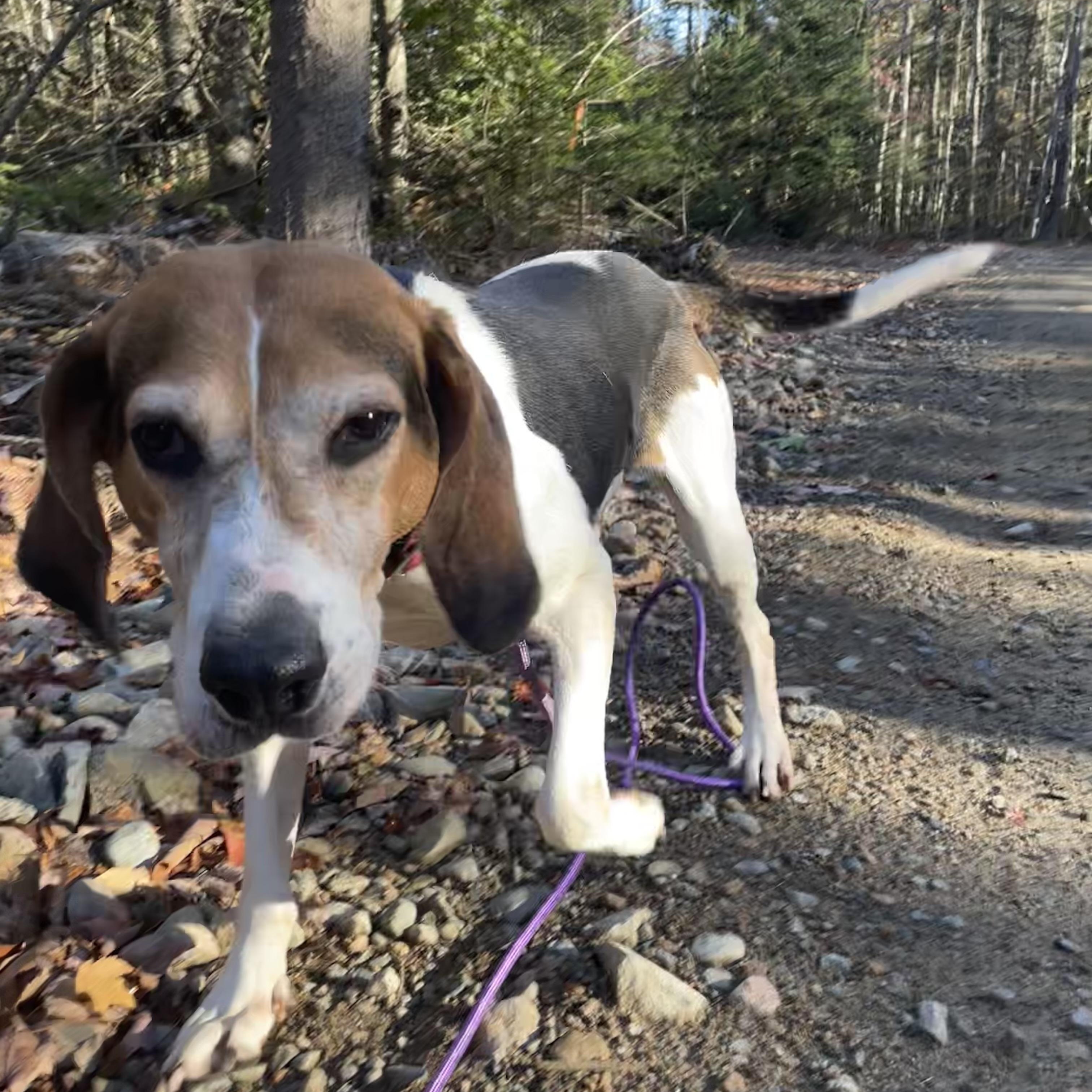 Athena, a Adoptable mixed breed in Cherryfield, ME image 3/3