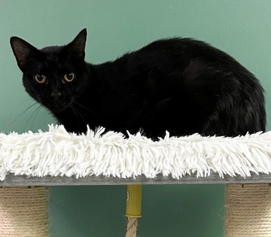 Carla, Adoptable, Young Female Domestic Short Hair.