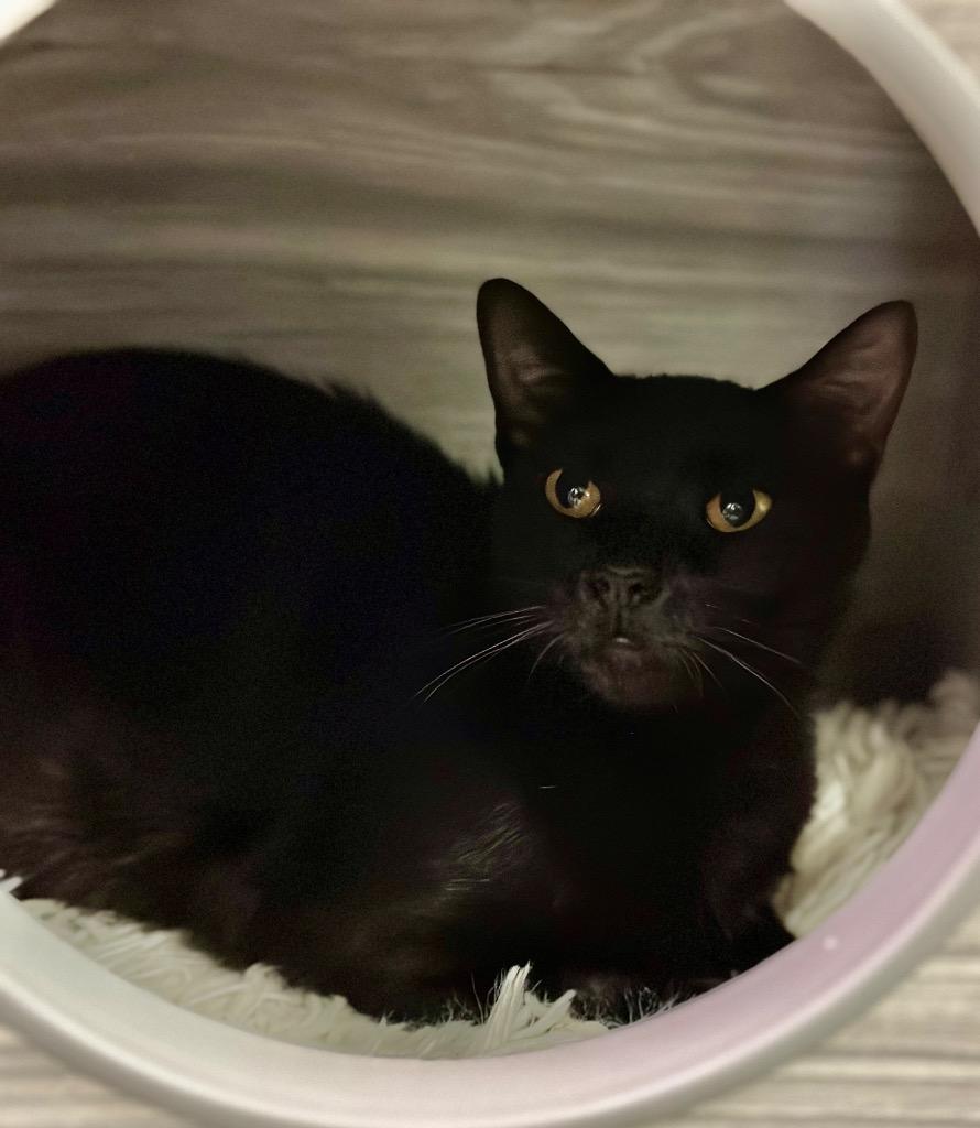 Carla, Adoptable, Young Female Domestic Short Hair.