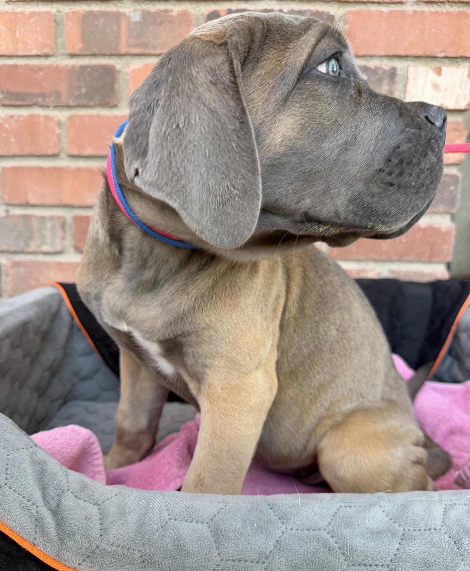 Munster Litter - Marilyn - ADOPTED, Adopted, Young Female Cane Corso.