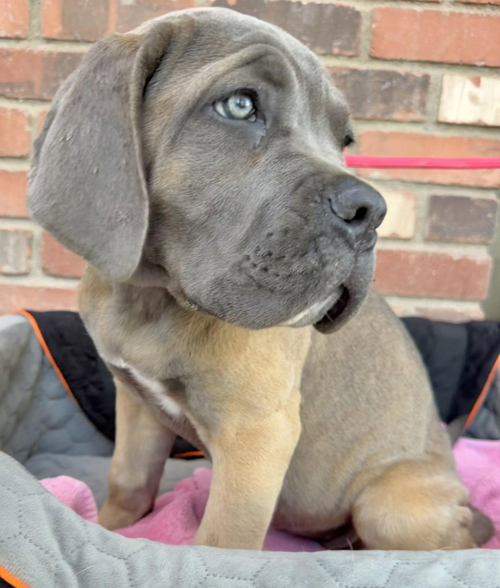 Enlarge Munster Litter - Marilyn - ADOPTED, a Adopted Cane Corso in Glendale, AZ image 2/2
