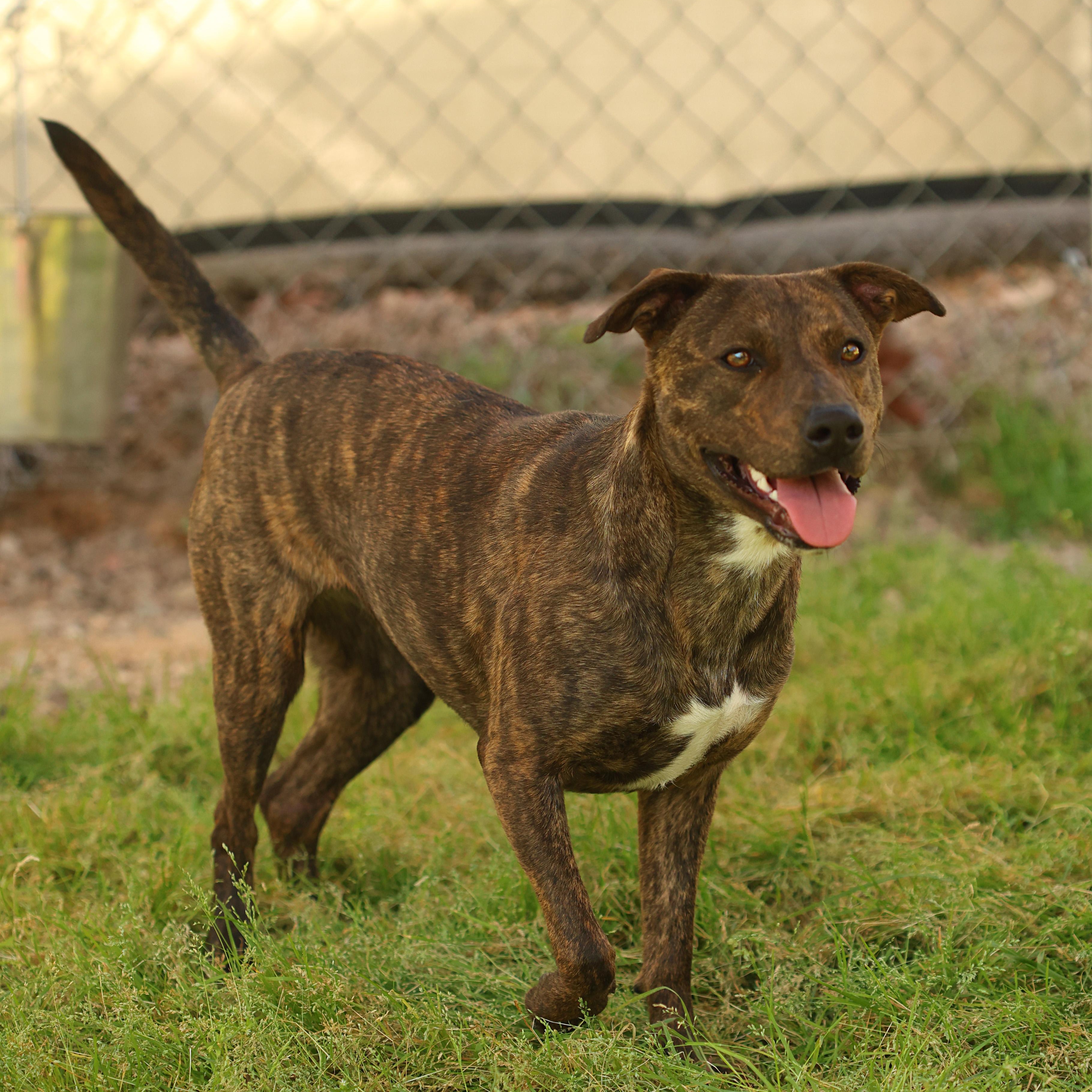 Enlarge Joy, a Adoptable mixed breed in Hot Springs, AR image 3/3