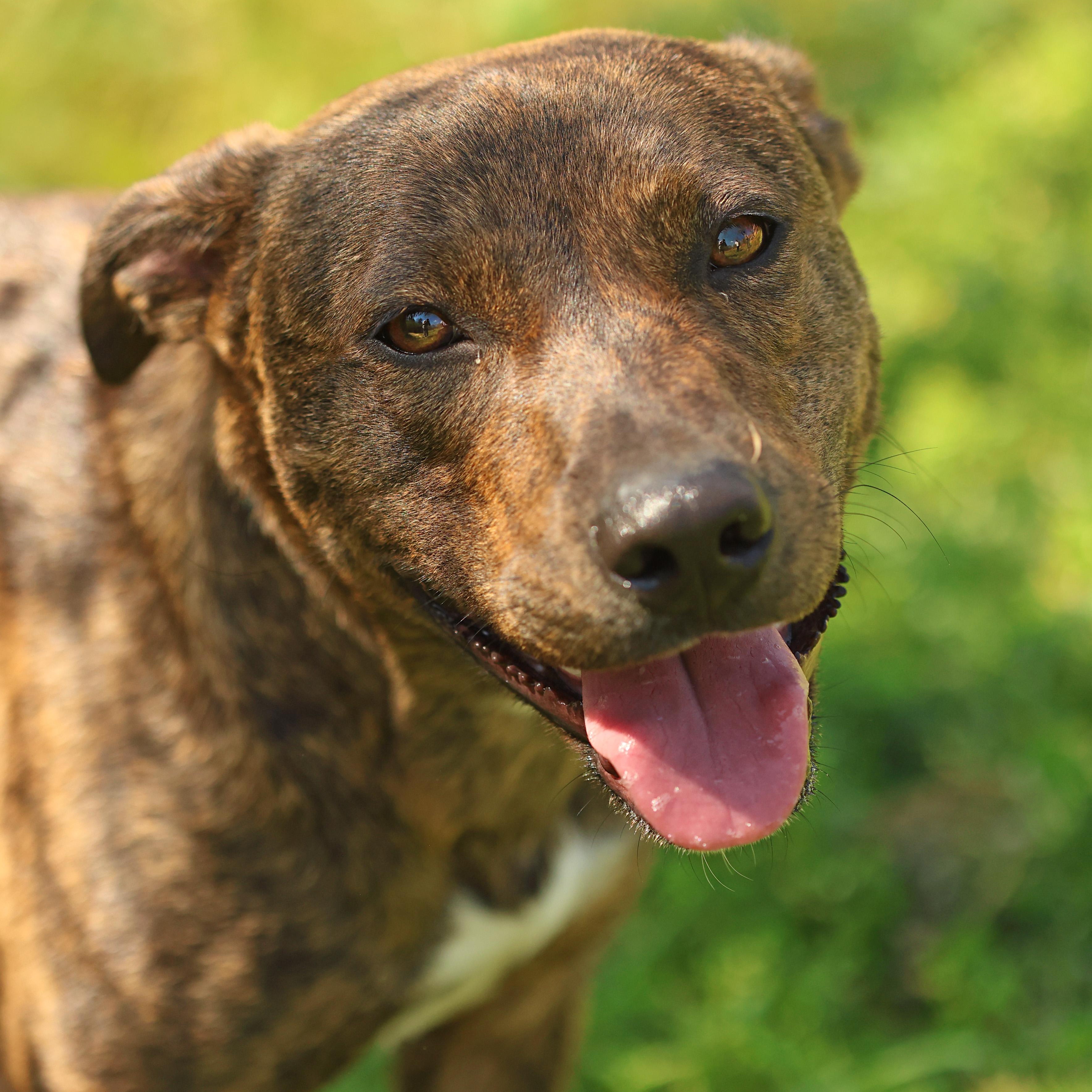 Joy, Adoptable, Adult Female Plott Hound & Pit Bull Terrier.
