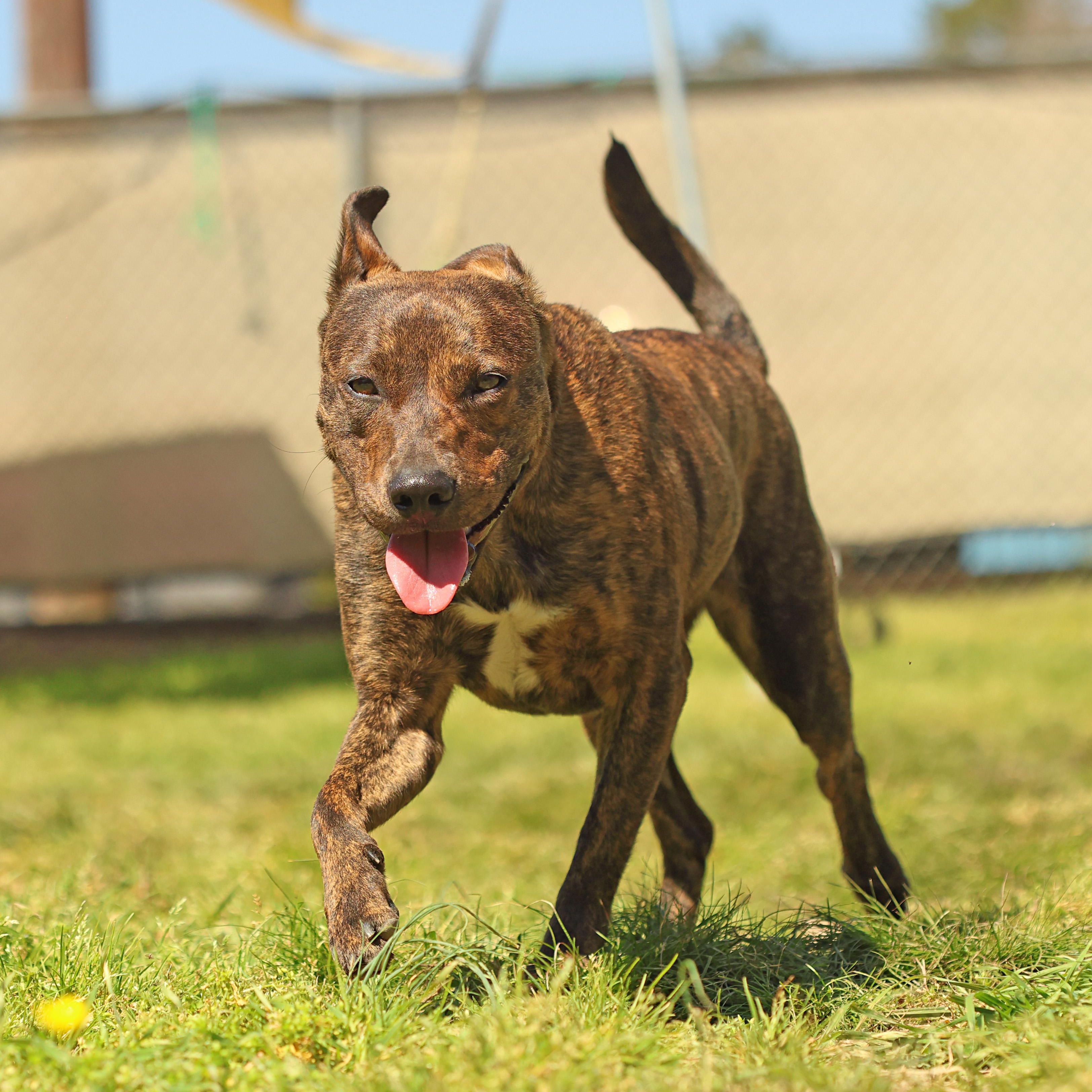 Enlarge Joy, a Adoptable mixed breed in Hot Springs, AR image 2/3