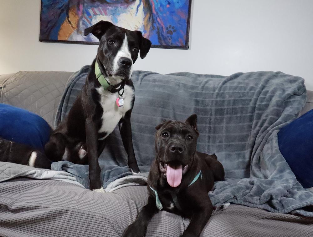 Bo, a Adoptable mixed breed in Nashville, TN image 5/6