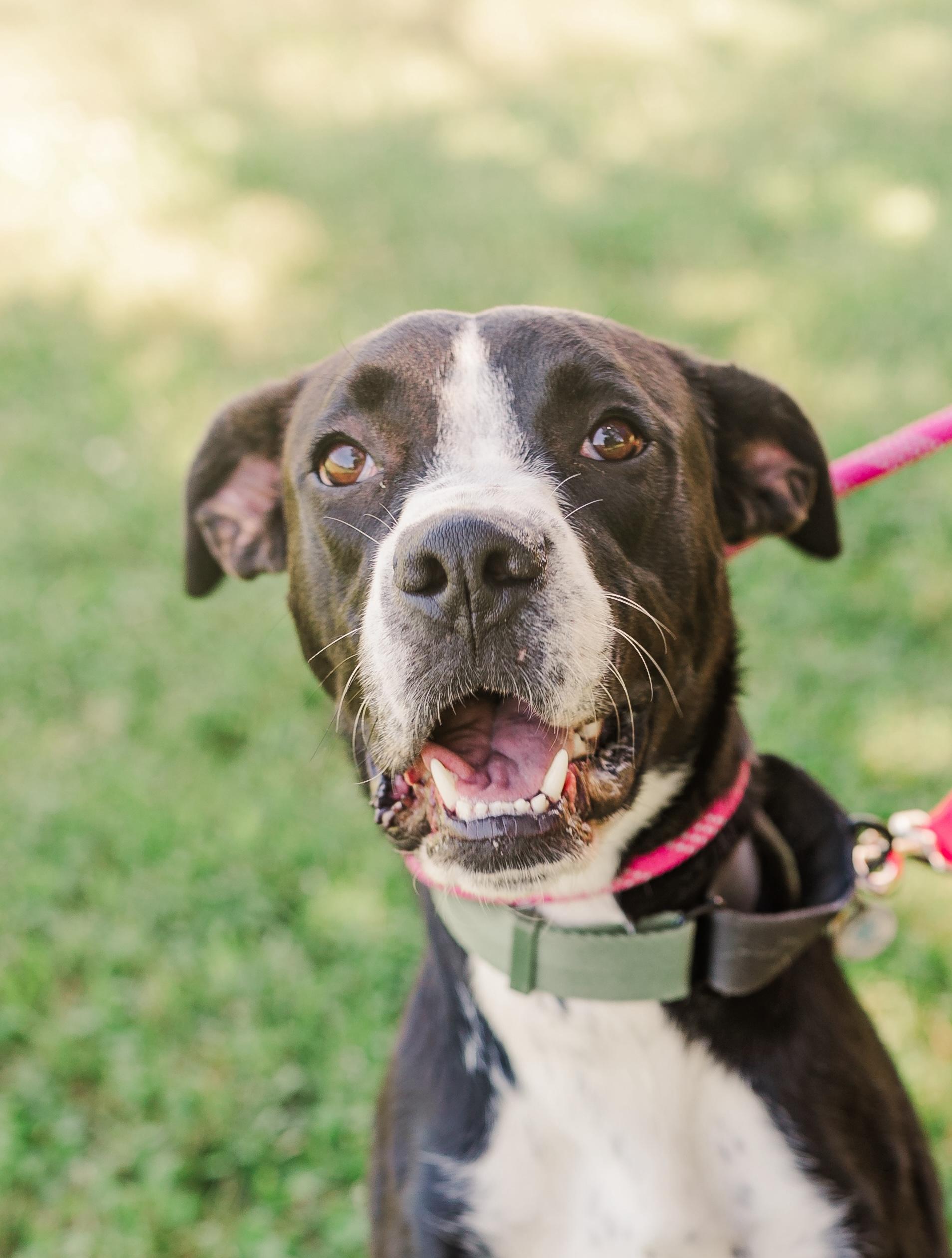 Bo, a Adoptable mixed breed in Nashville, TN image 4/6