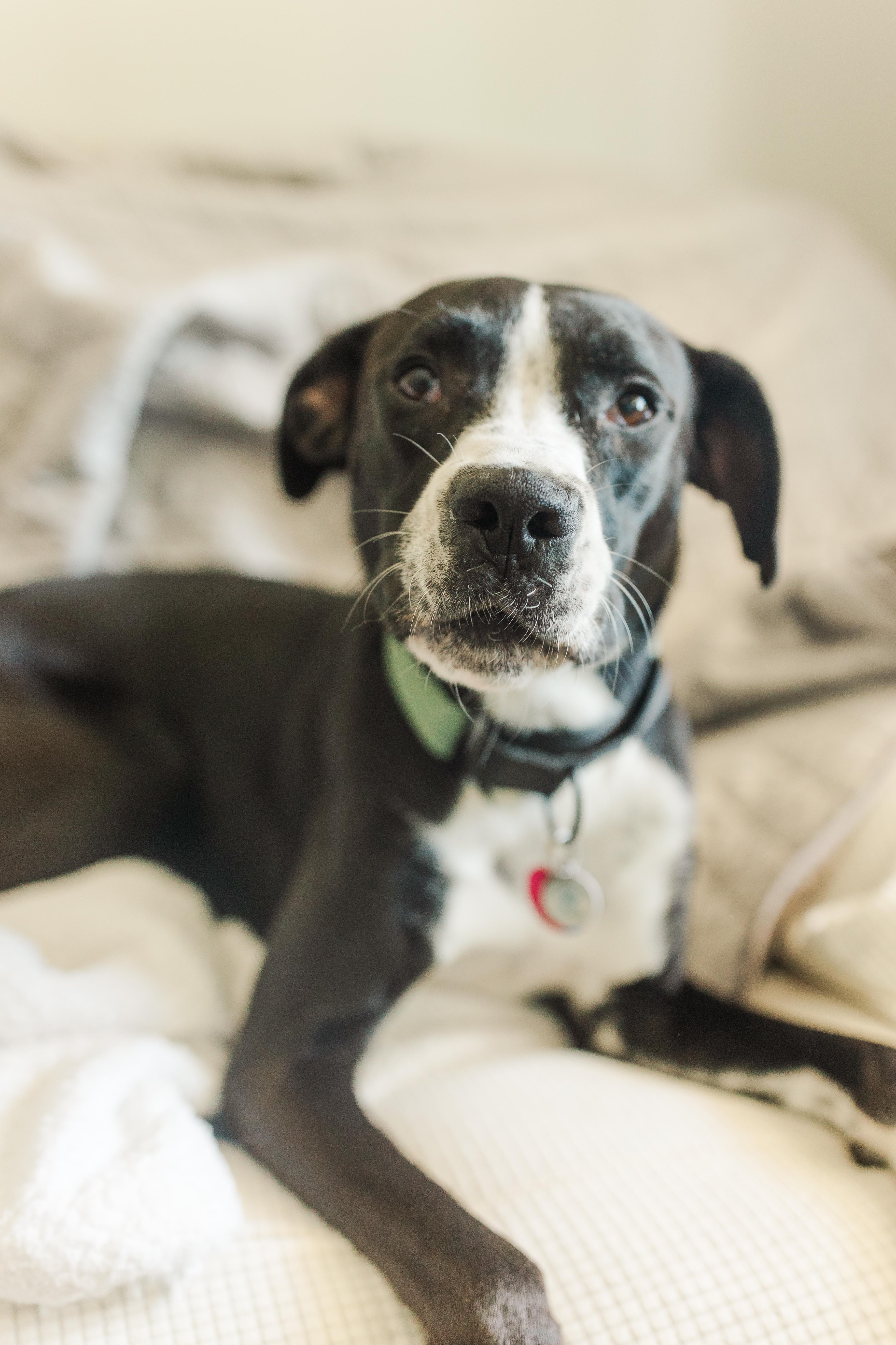 Bo, a Adoptable mixed breed in Nashville, TN image 3/6