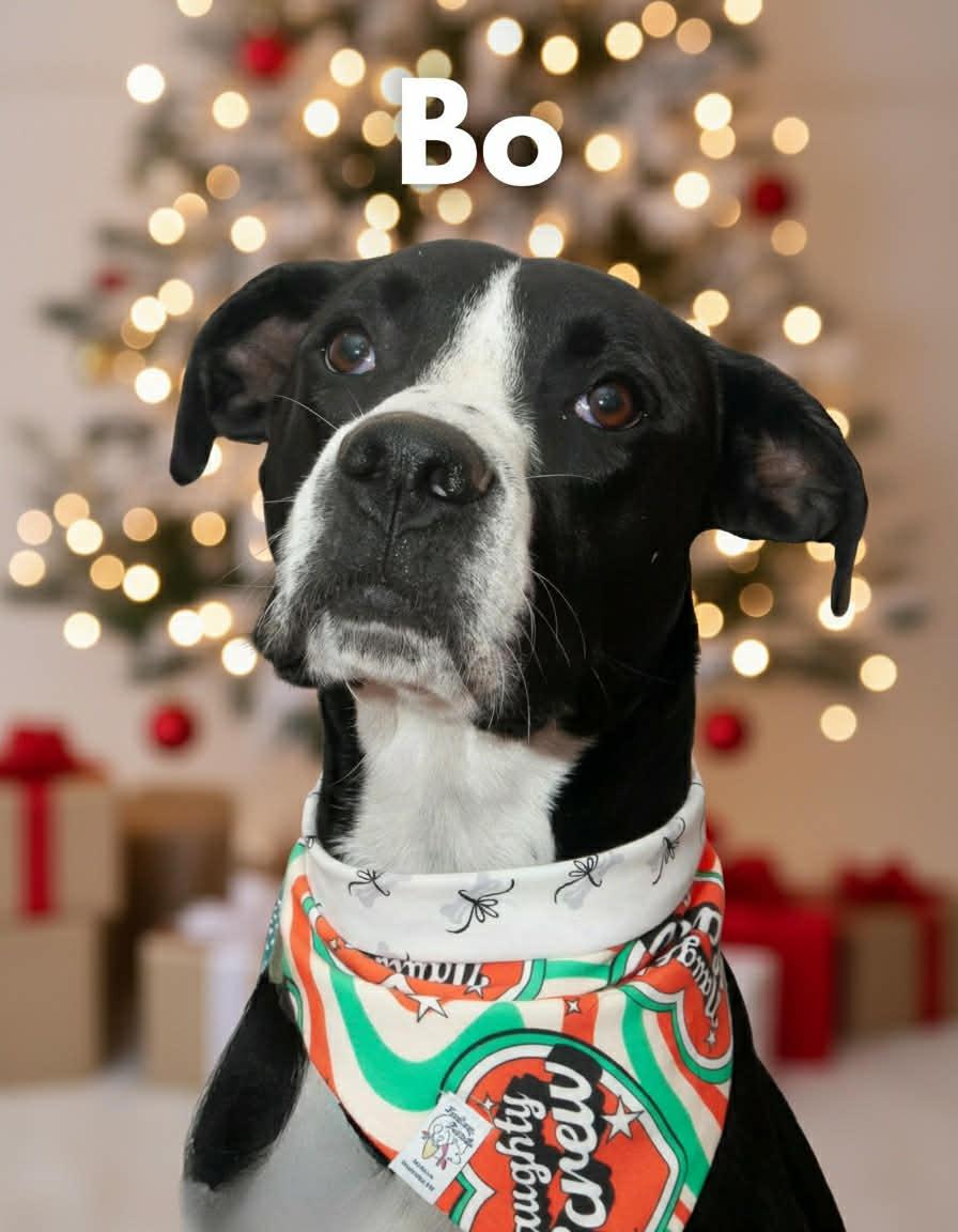 Bo, a Adoptable mixed breed in Nashville, TN image 1/6