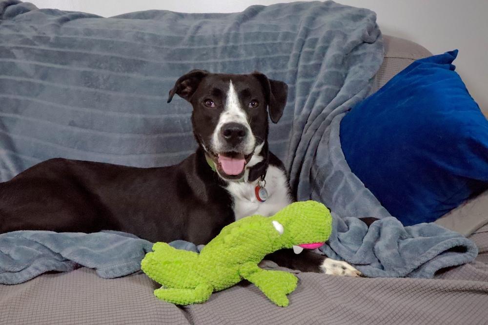 Bo, Young Male Boxer