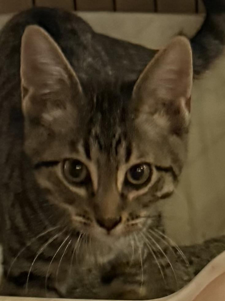 Thunder, adopted, Kitten Male Domestic Short Hair.