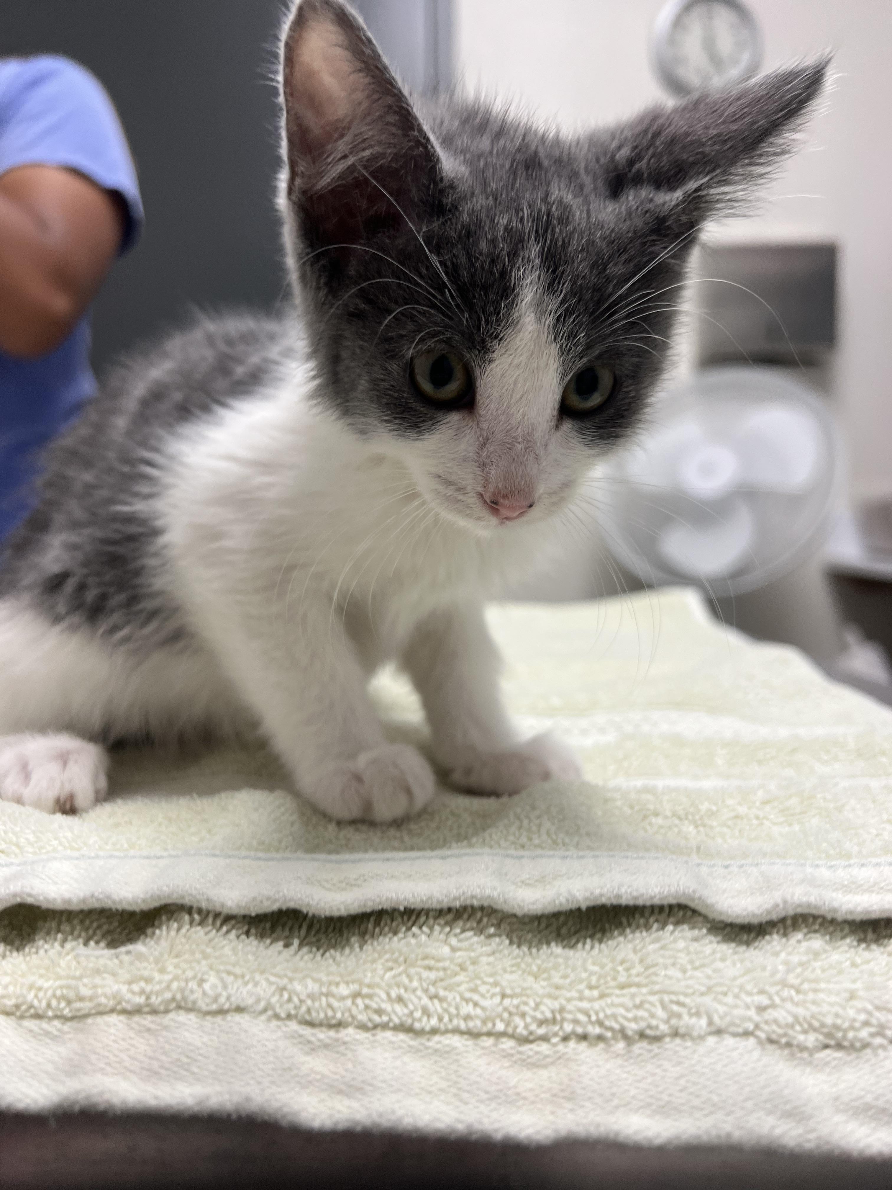 Monica, Adoptable, Kitten Female Domestic Short Hair.