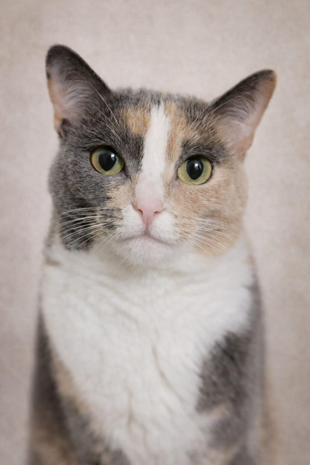 Mimi rae, a ADOPTABLE Calico in Miami, FL image 1/4