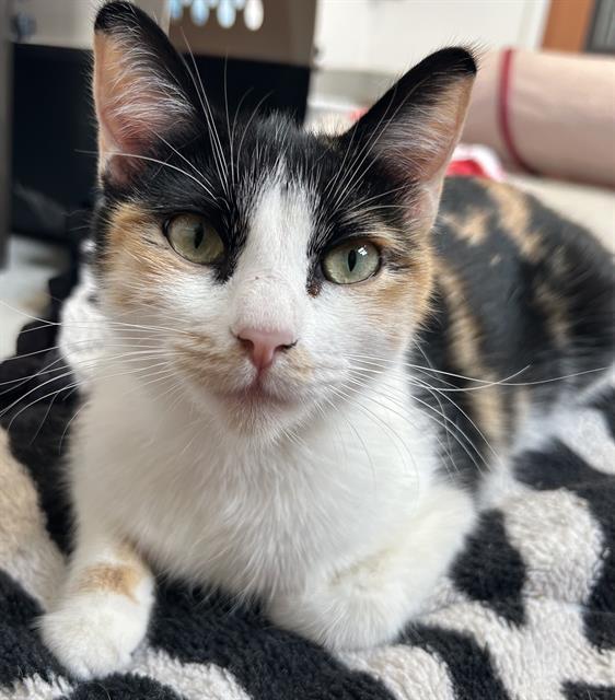 BETSY*, Adoptable, Young Female Domestic Short Hair.