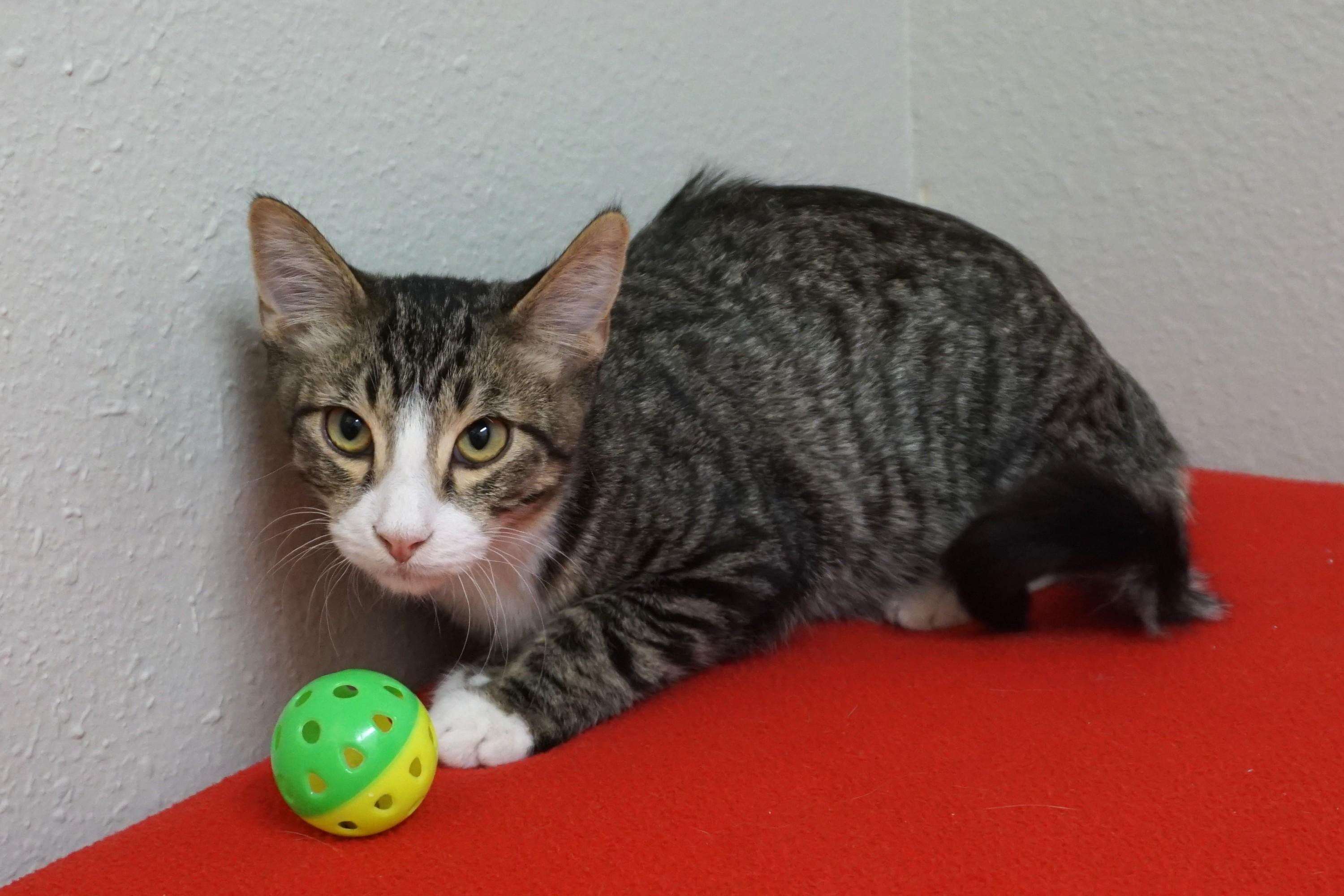 Enlarge Buckthorn, an adoptable Domestic Short Hair in Fountain Hills, AZ image 5/5