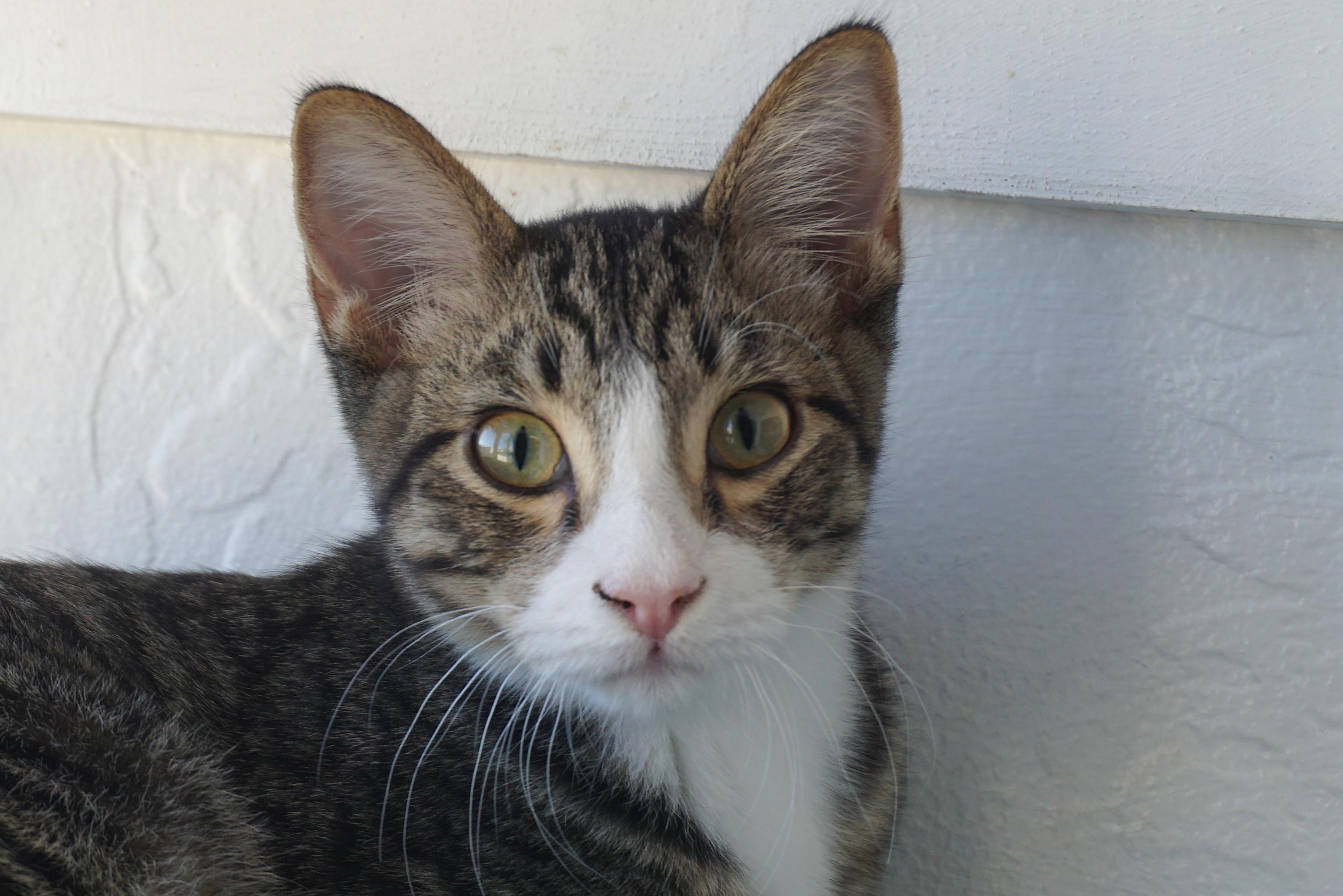 Enlarge Buckthorn, an adoptable Domestic Short Hair in Fountain Hills, AZ image 3/5