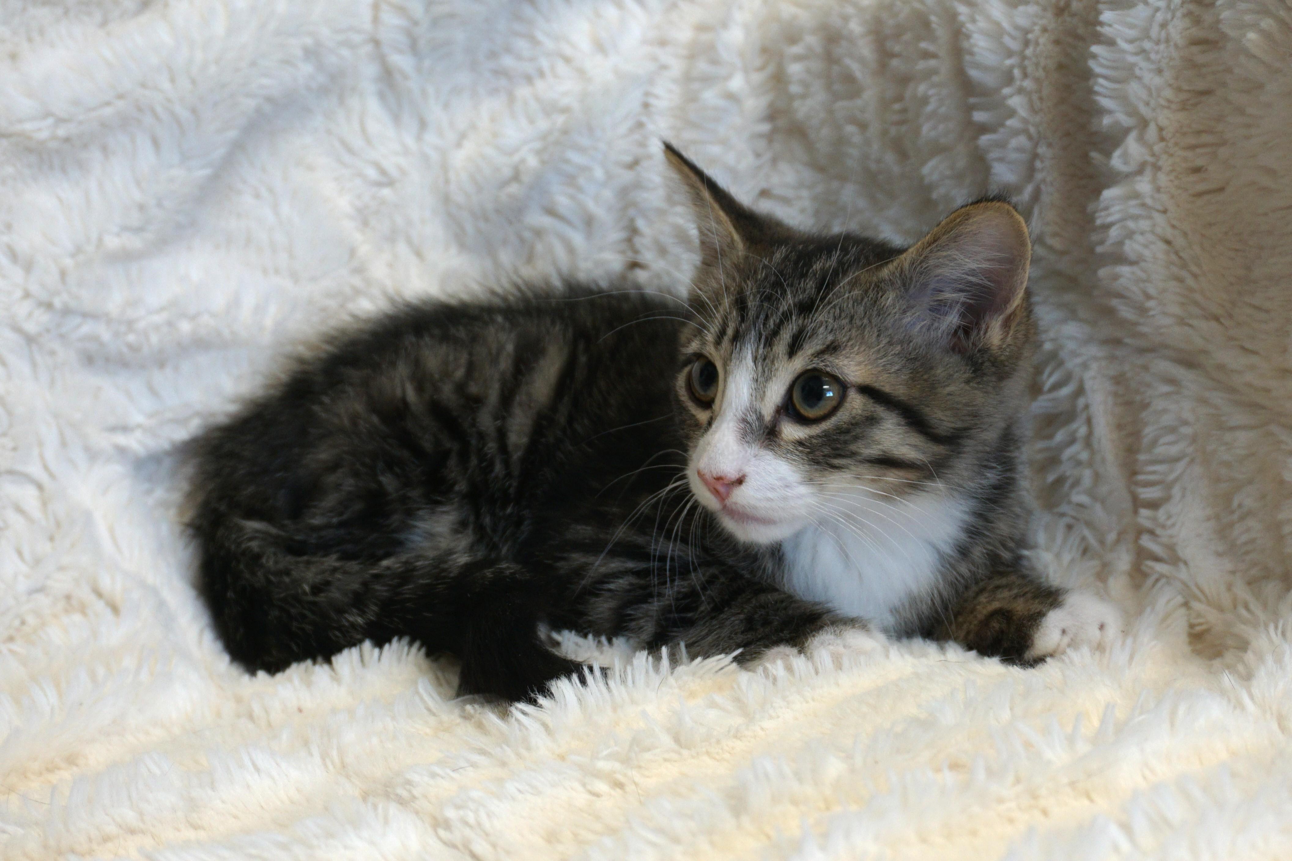 Enlarge Buckthorn, a ADOPTABLE Domestic Short Hair in Fountain Hills, AZ image 2/3