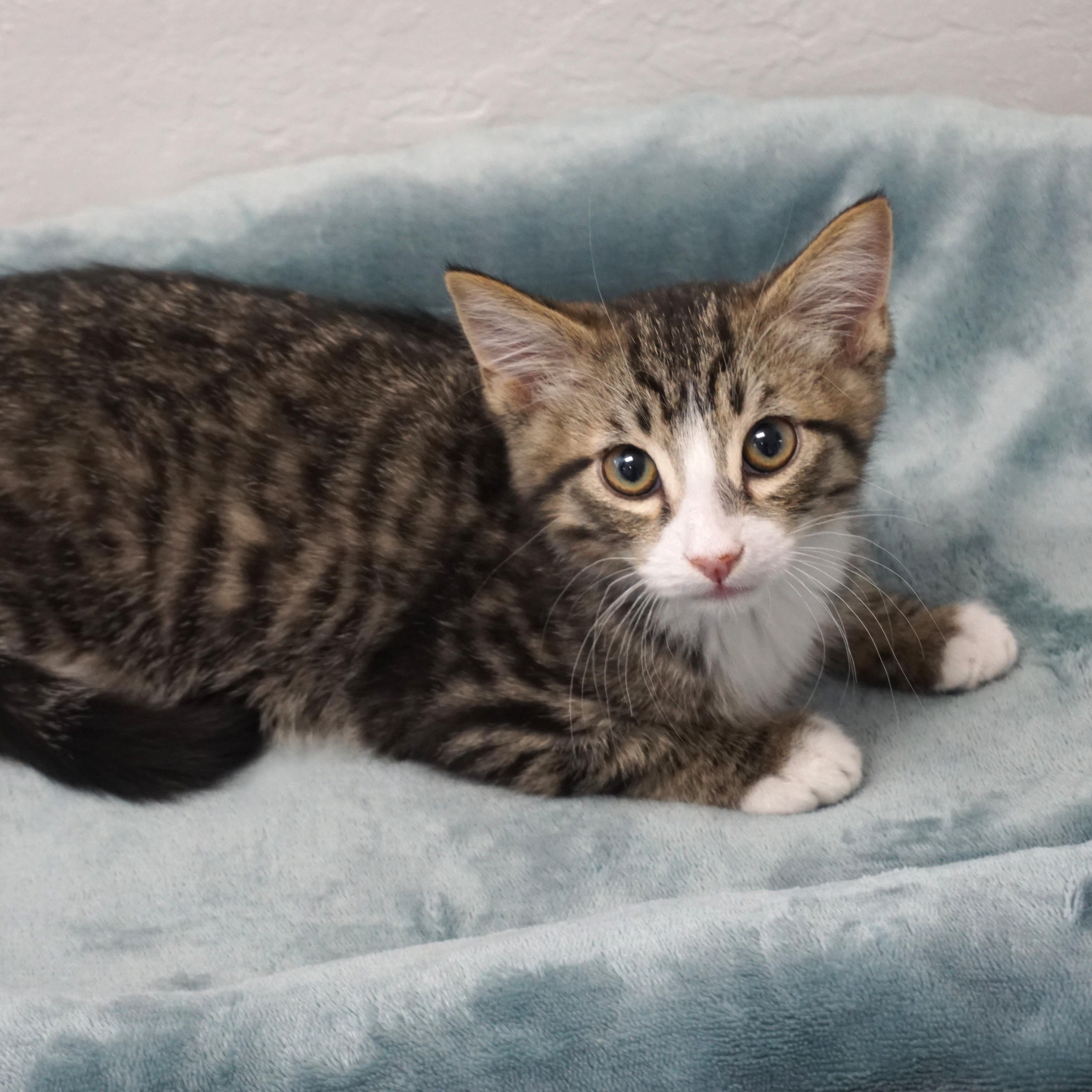 Enlarge Buckthorn, a ADOPTABLE Domestic Short Hair in Fountain Hills, AZ image 1/3