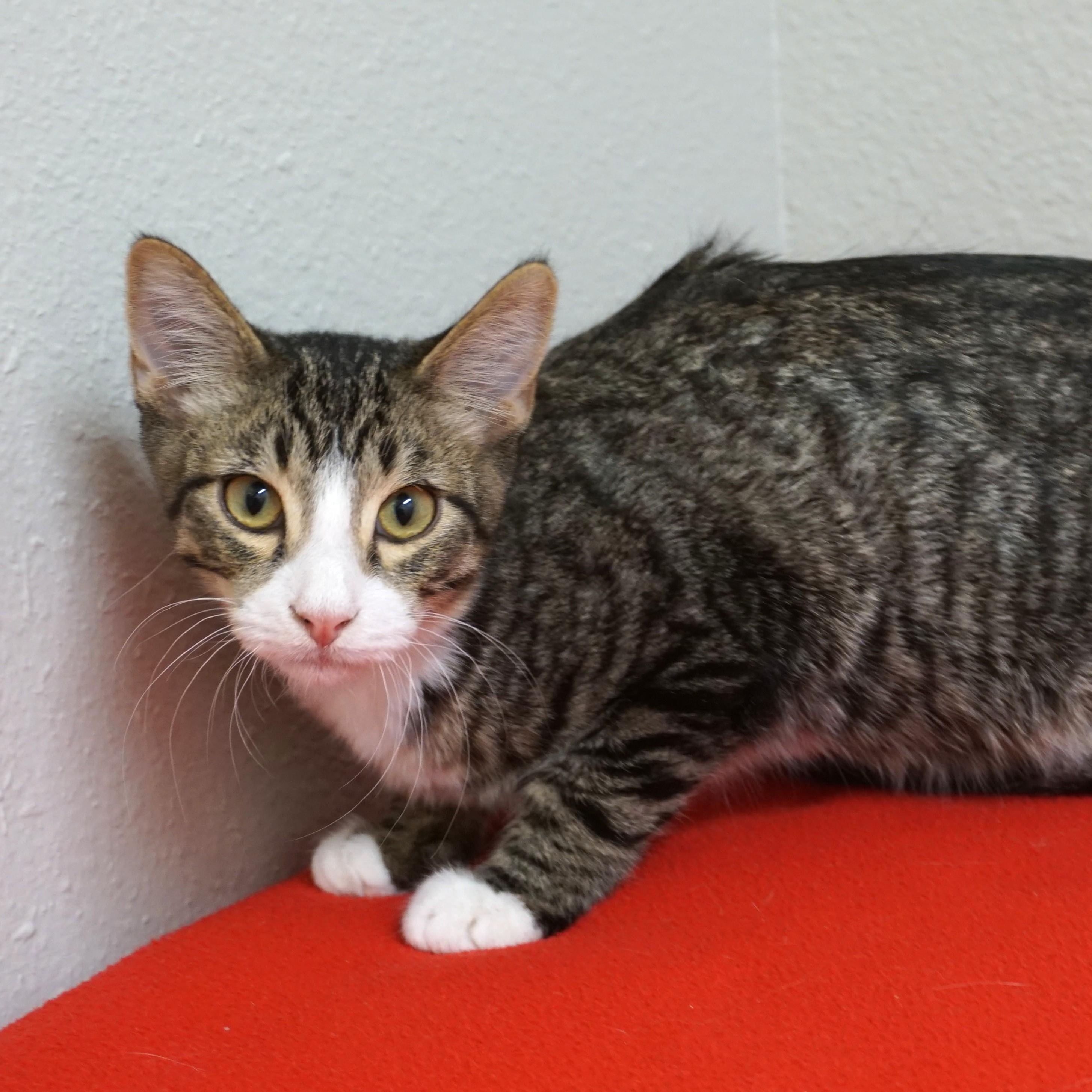 Enlarge Buckthorn, an adoptable Domestic Short Hair in Fountain Hills, AZ image 2/5