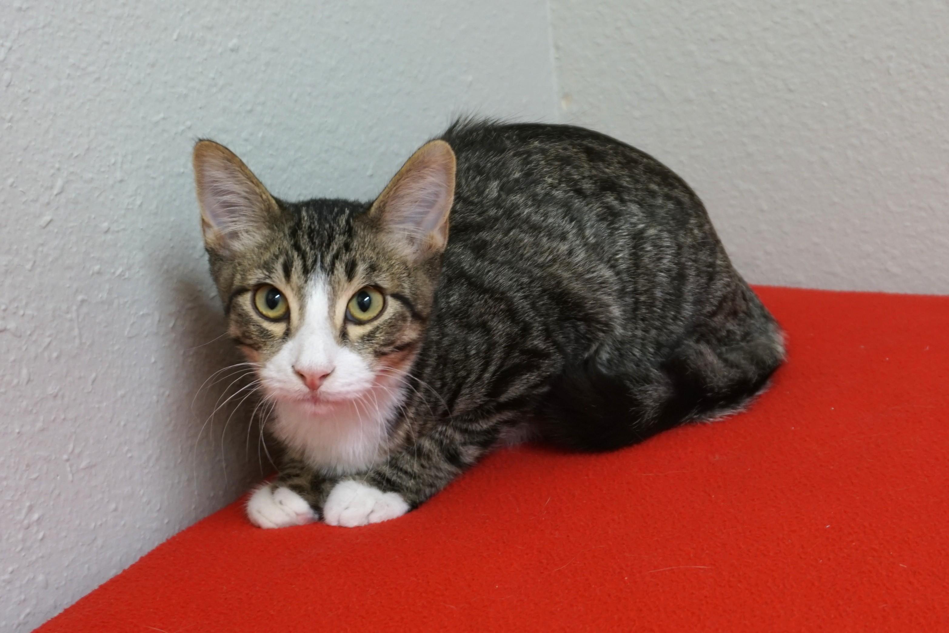 Enlarge Buckthorn, an adoptable Domestic Short Hair in Fountain Hills, AZ image 4/5