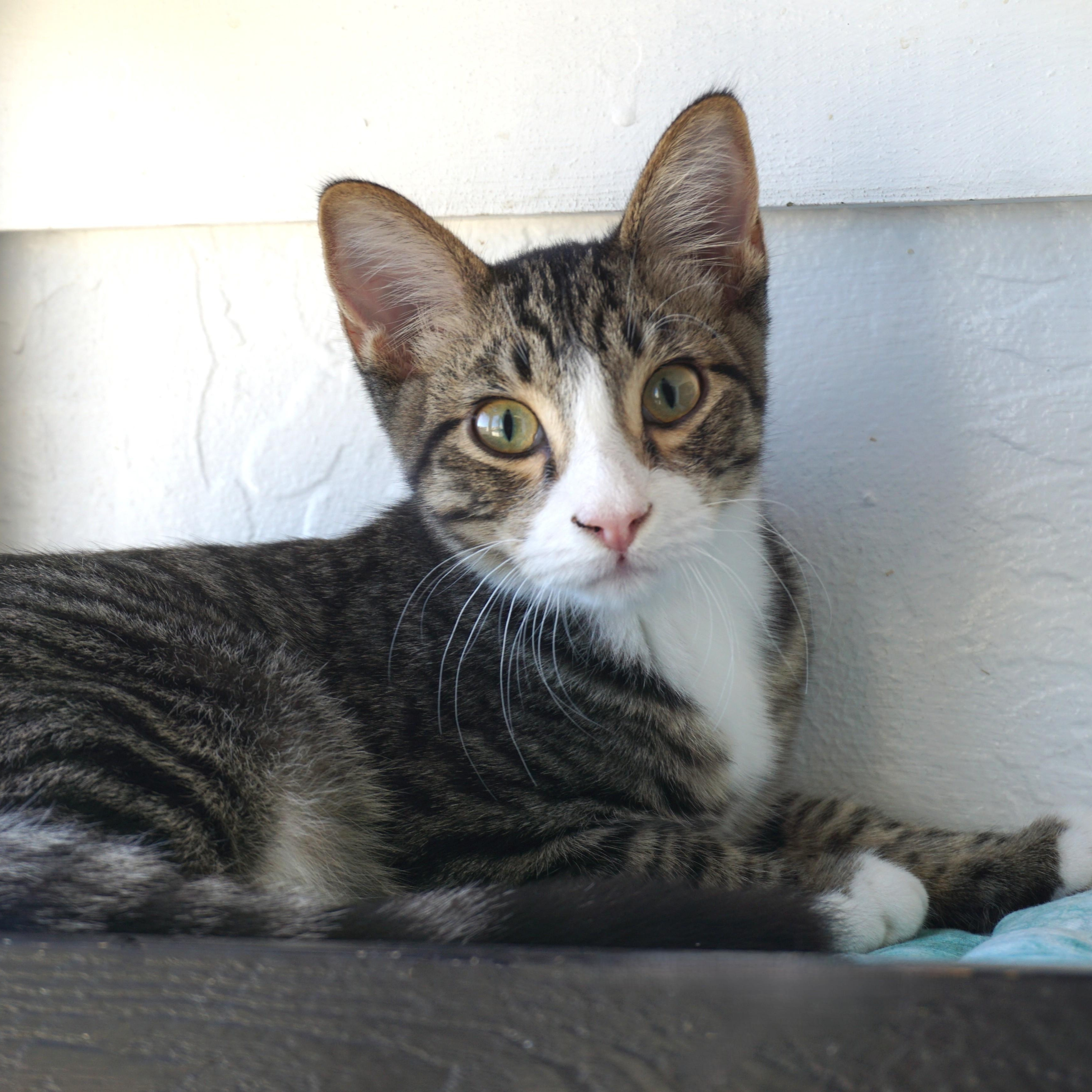 Buckthorn, adoptable, Kitten Male Domestic Short Hair.