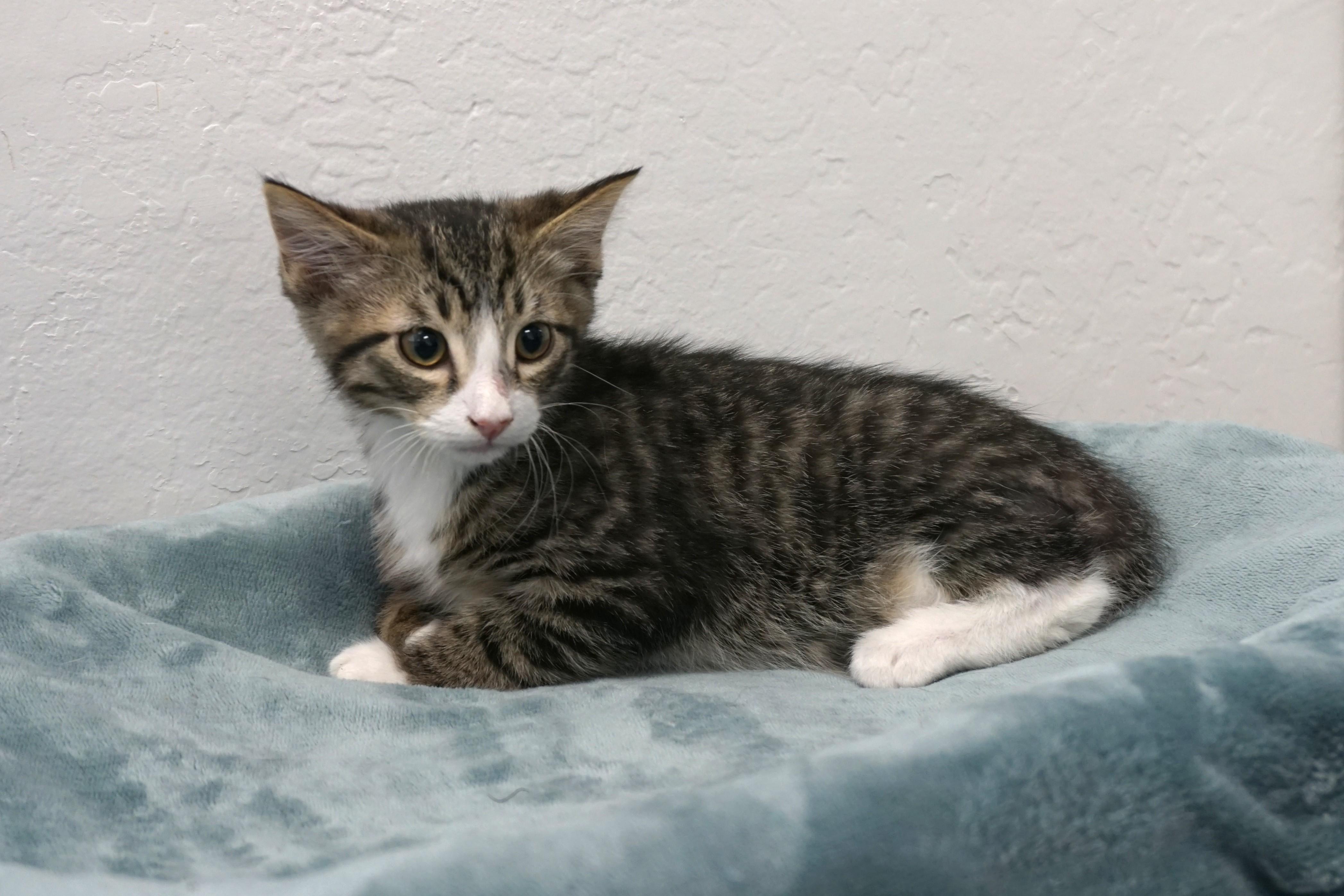 Enlarge Buckthorn, a ADOPTABLE Domestic Short Hair in Fountain Hills, AZ image 3/3