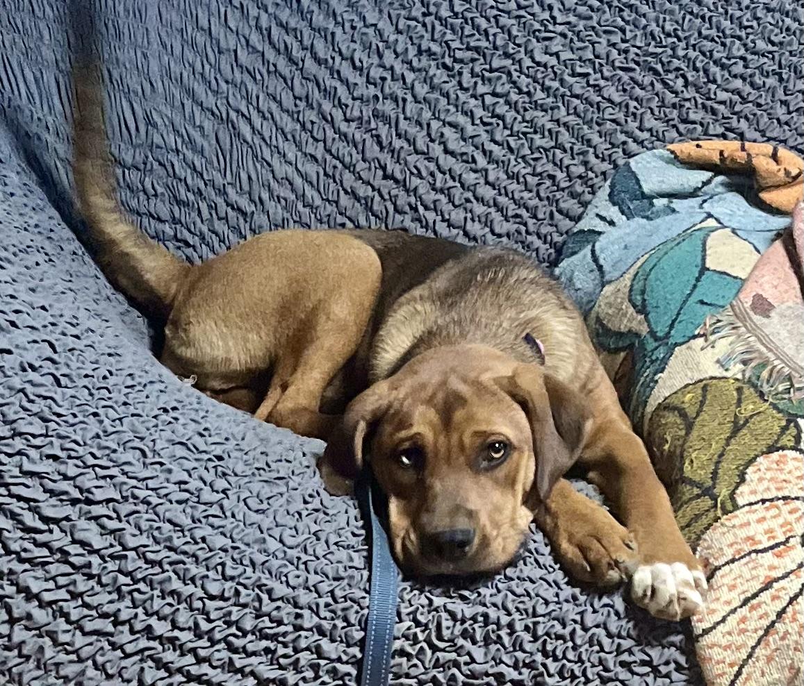 Summer, Adoptable, Young Female Labrador Retriever & Boxer.